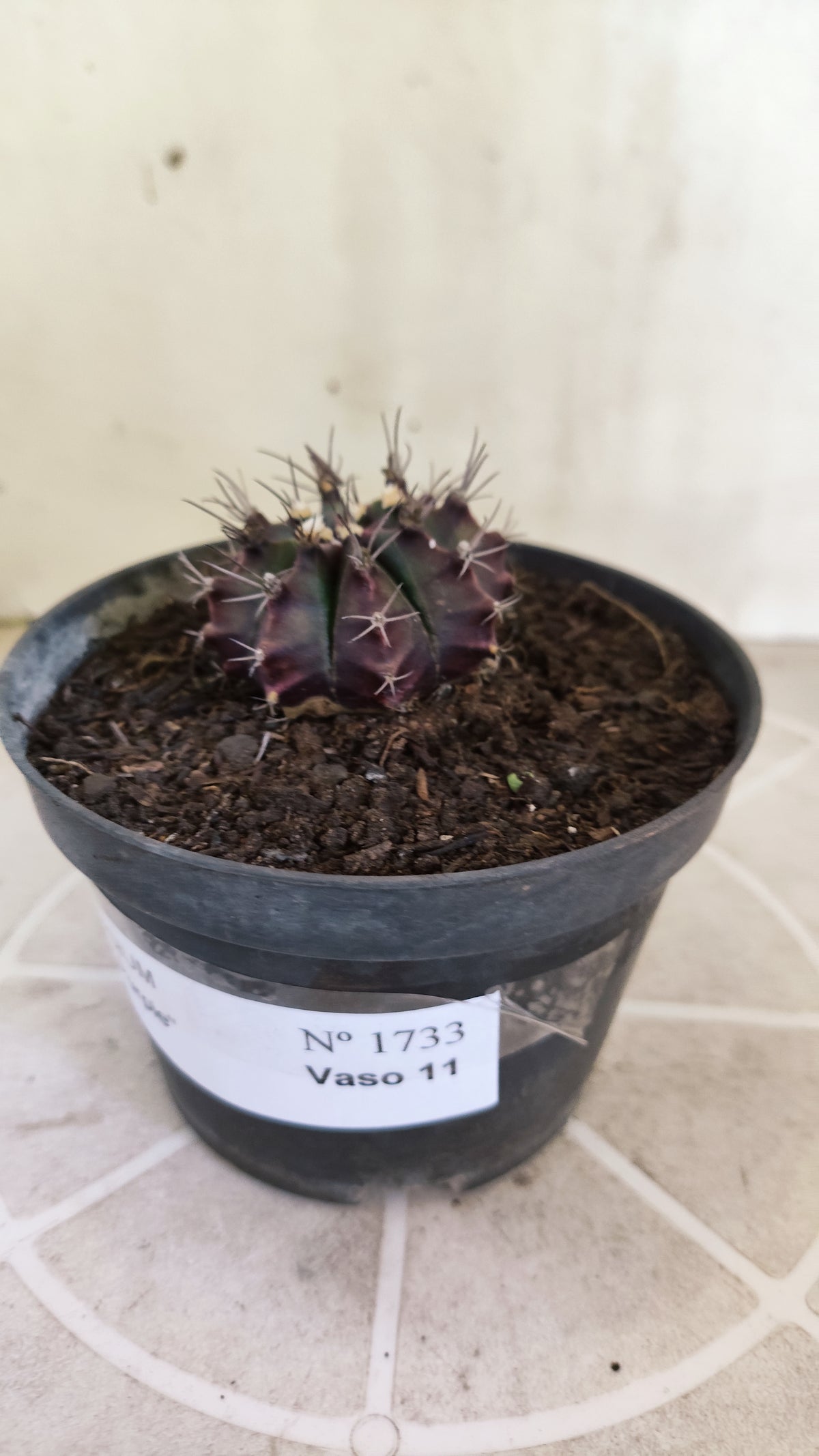 MATRIZ Gymnocalycium Mihanovichii “Purple” Nº 1733 – vaso 11