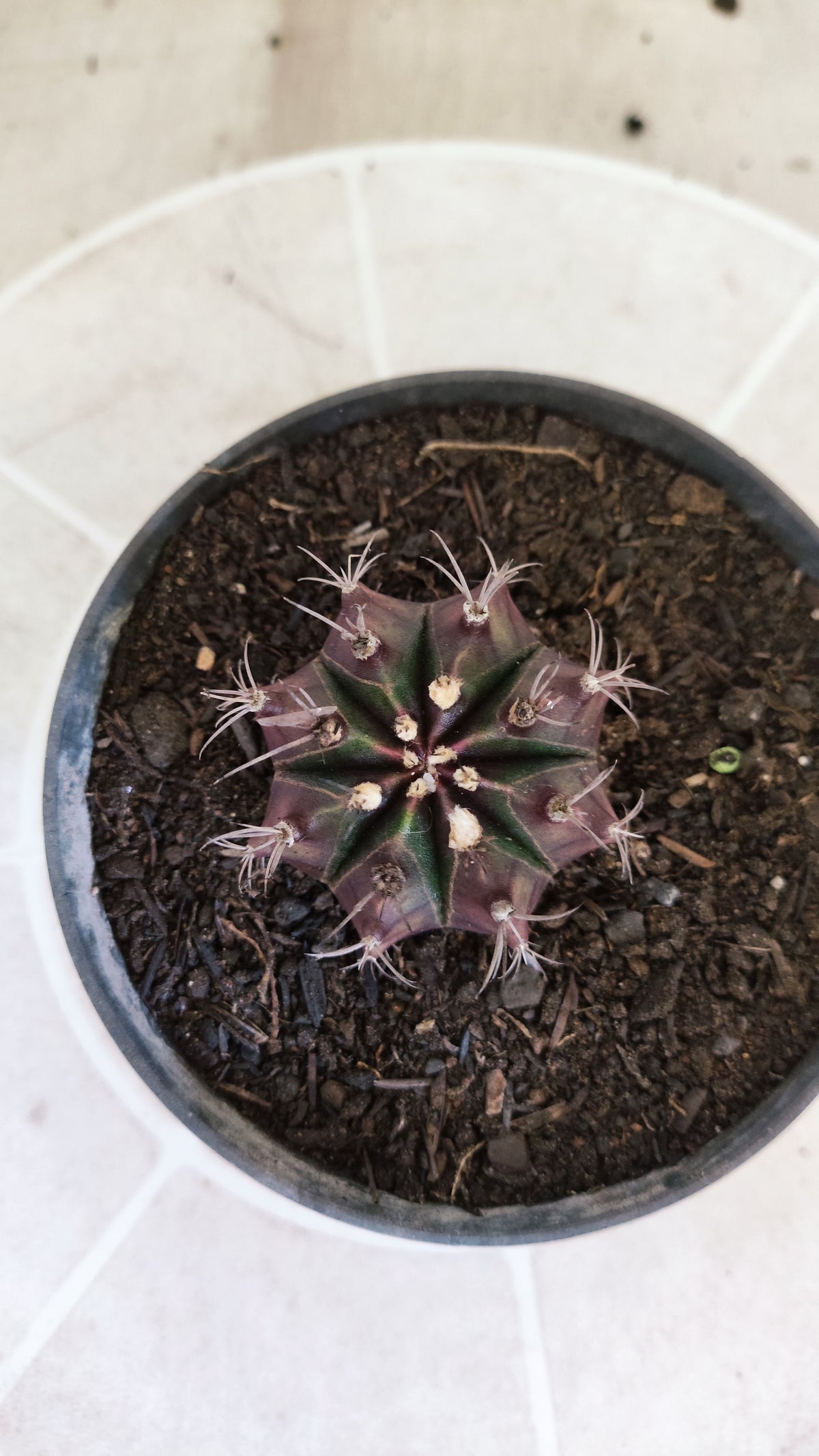 MATRIZ Gymnocalycium Mihanovichii “Purple” Nº 1733 – vaso 11