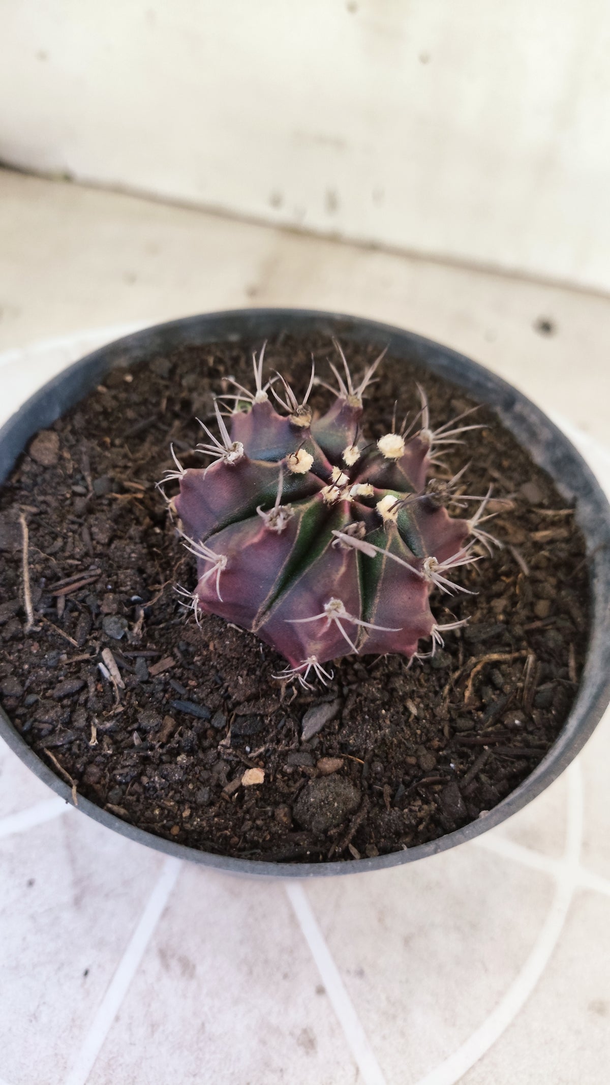MATRIZ Gymnocalycium Mihanovichii “Purple” Nº 1733 – vaso 11