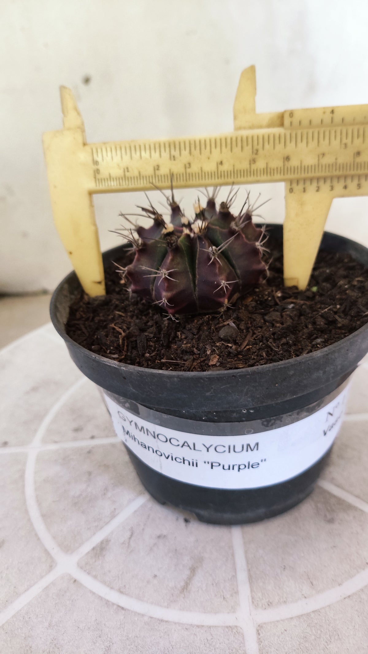 MATRIZ Gymnocalycium Mihanovichii “Purple” Nº 1733 – vaso 11