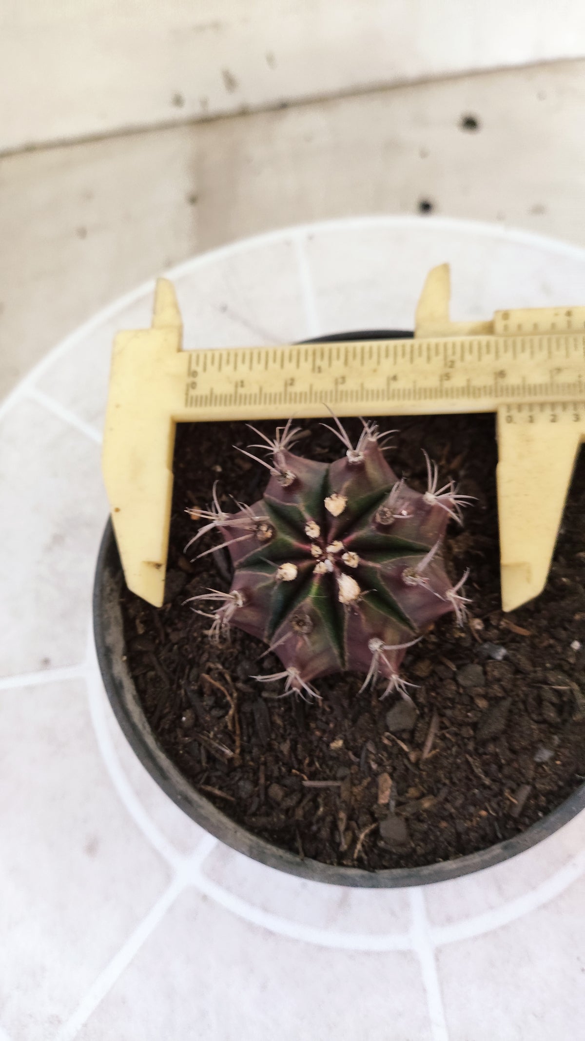 MATRIZ Gymnocalycium Mihanovichii “Purple” Nº 1733 – vaso 11
