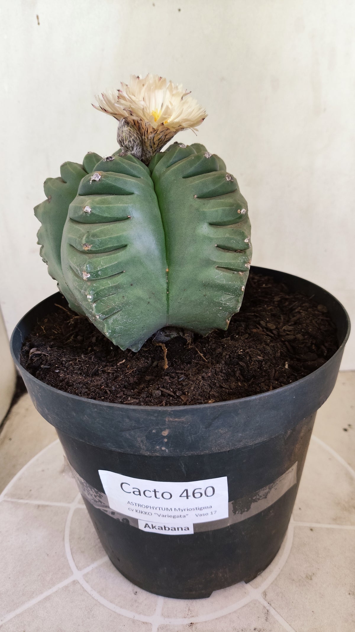 MATRIZ ASTROPHYTUM cv KIKKO "AKABANA" Nº 460 – vaso 17