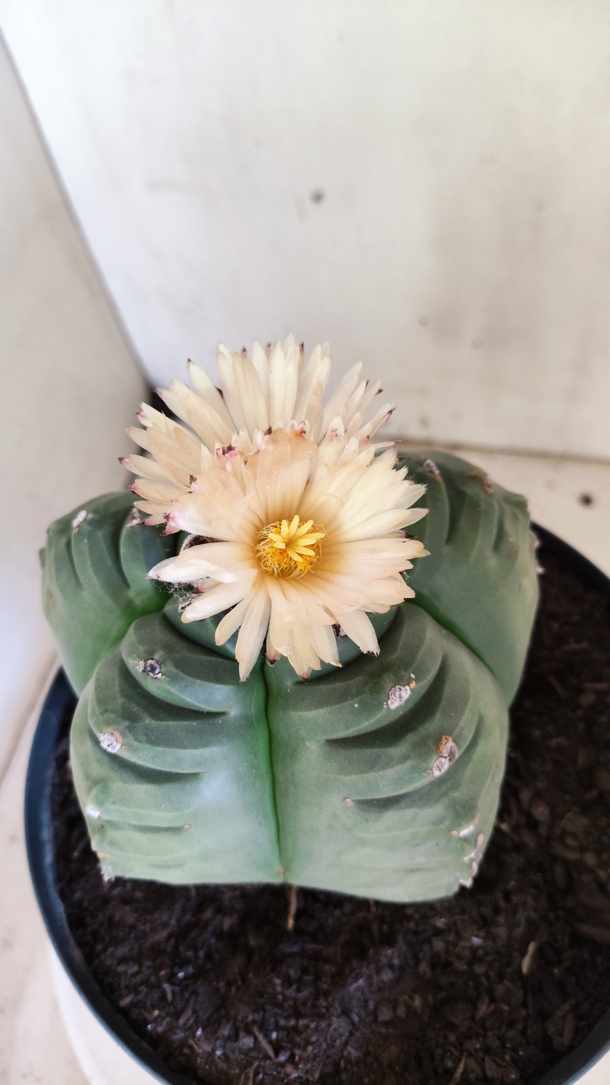 MATRIZ ASTROPHYTUM cv KIKKO "AKABANA" Nº 460 – vaso 17