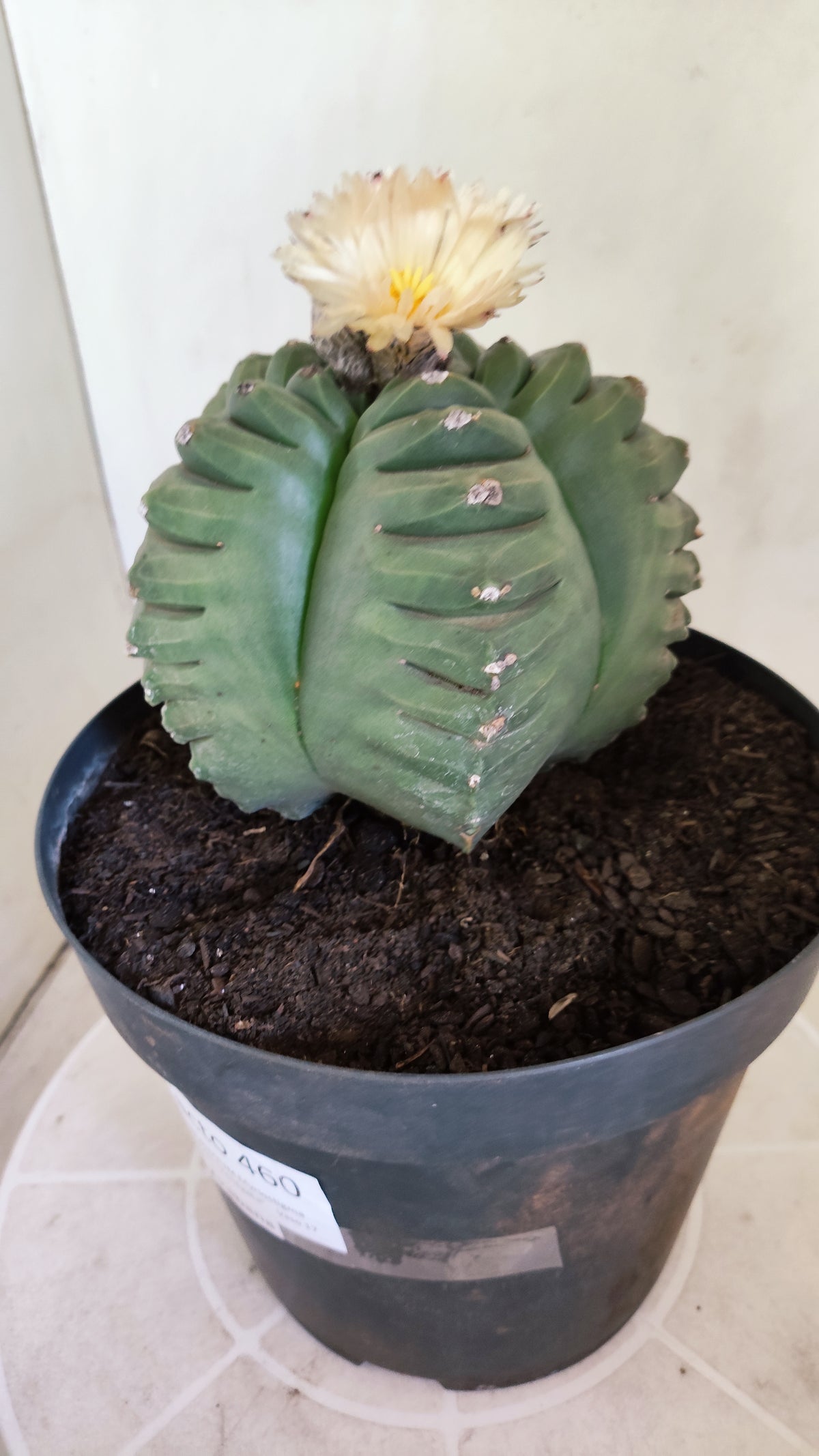 MATRIZ ASTROPHYTUM cv KIKKO "AKABANA" Nº 460 – vaso 17