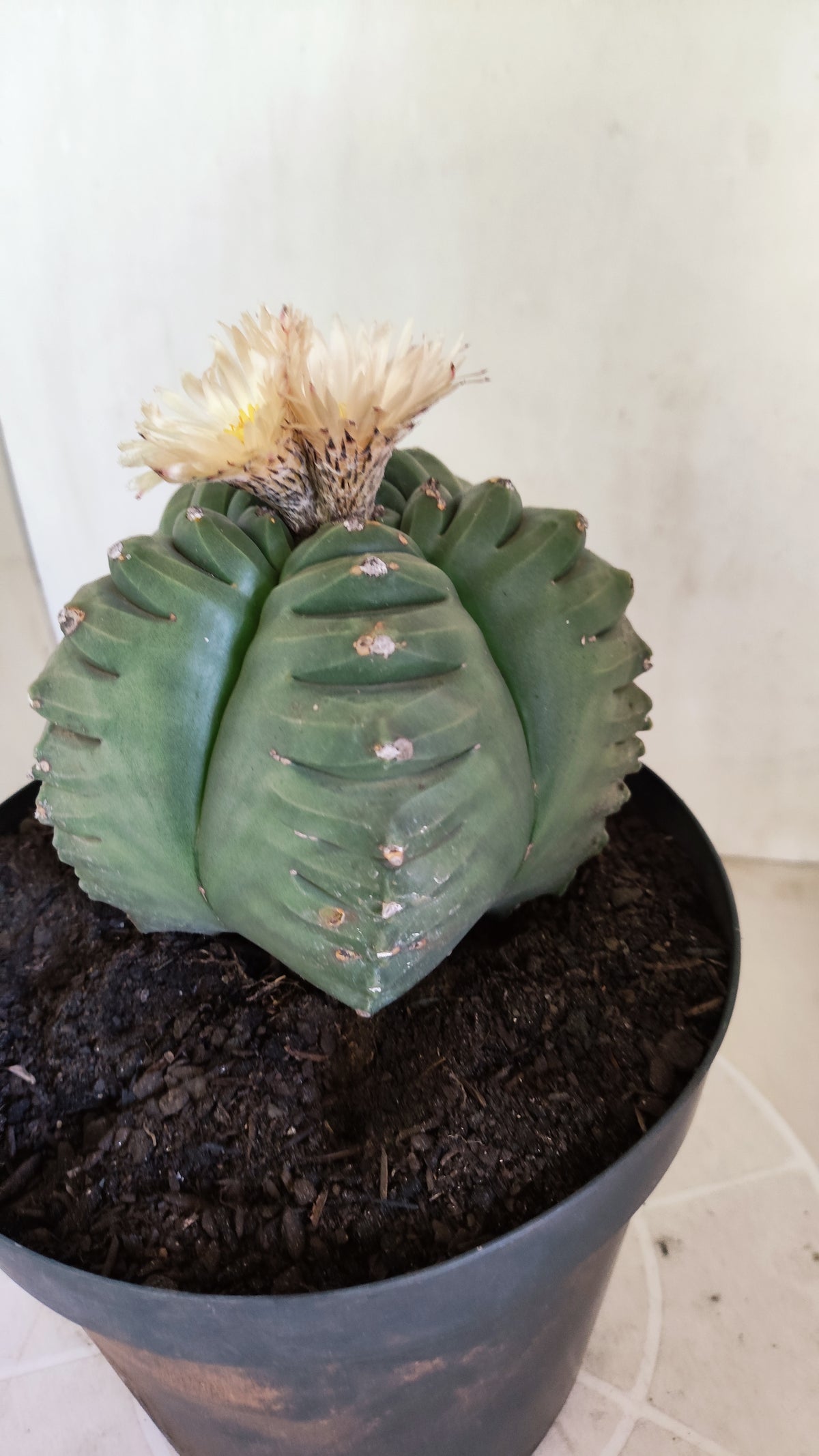 MATRIZ ASTROPHYTUM cv KIKKO "AKABANA" Nº 460 – vaso 17