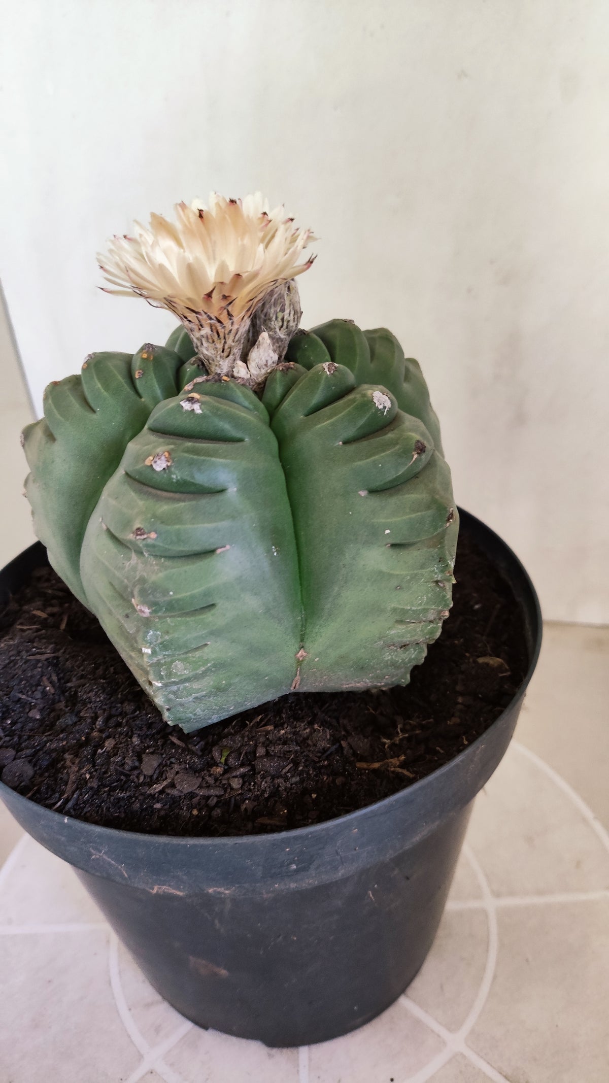 MATRIZ ASTROPHYTUM cv KIKKO "AKABANA" Nº 460 – vaso 17