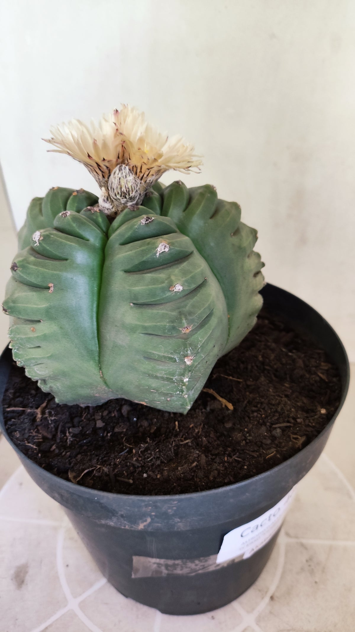 MATRIZ ASTROPHYTUM cv KIKKO "AKABANA" Nº 460 – vaso 17