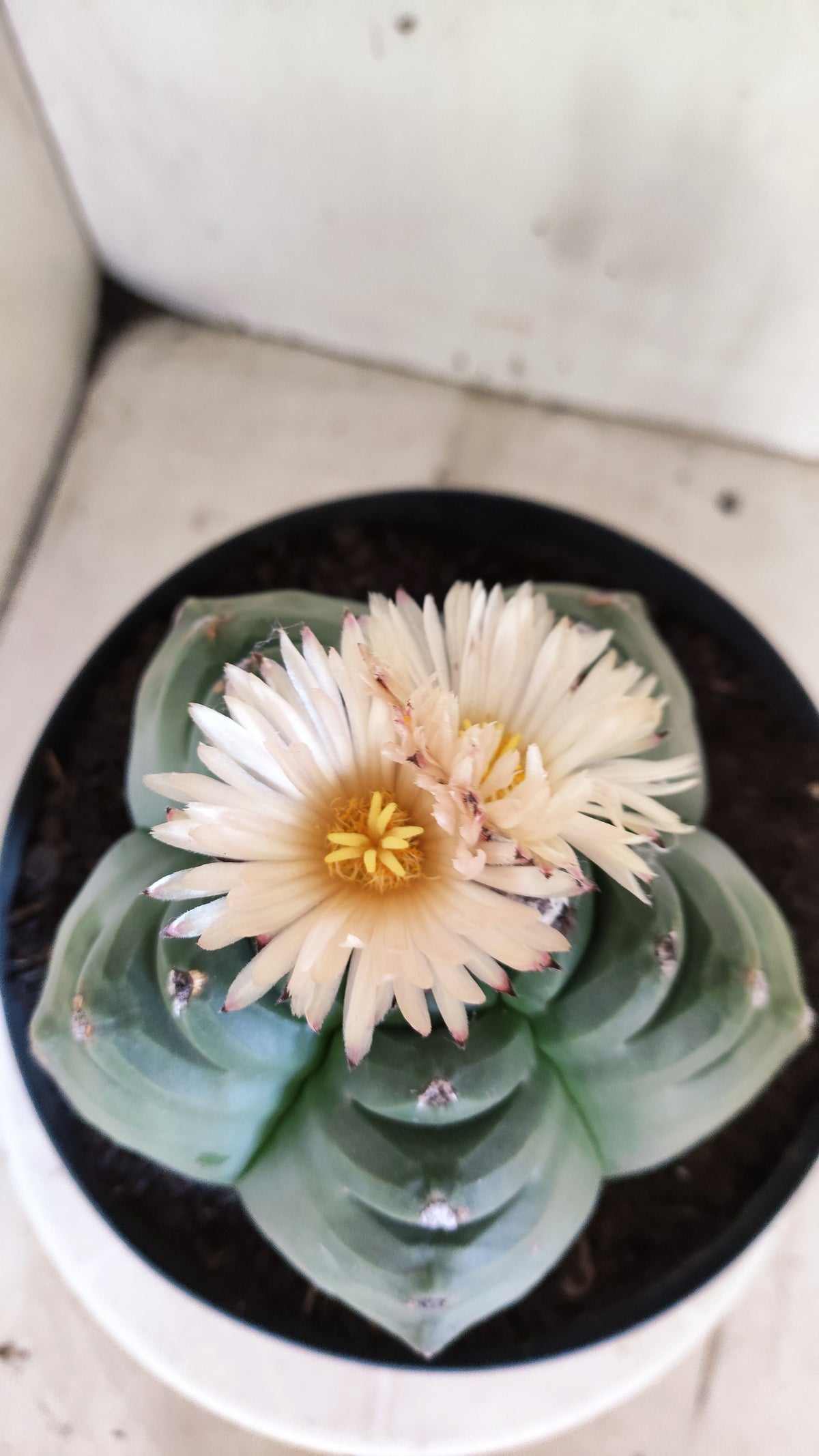 MATRIZ ASTROPHYTUM cv KIKKO "AKABANA" Nº 460 – vaso 17