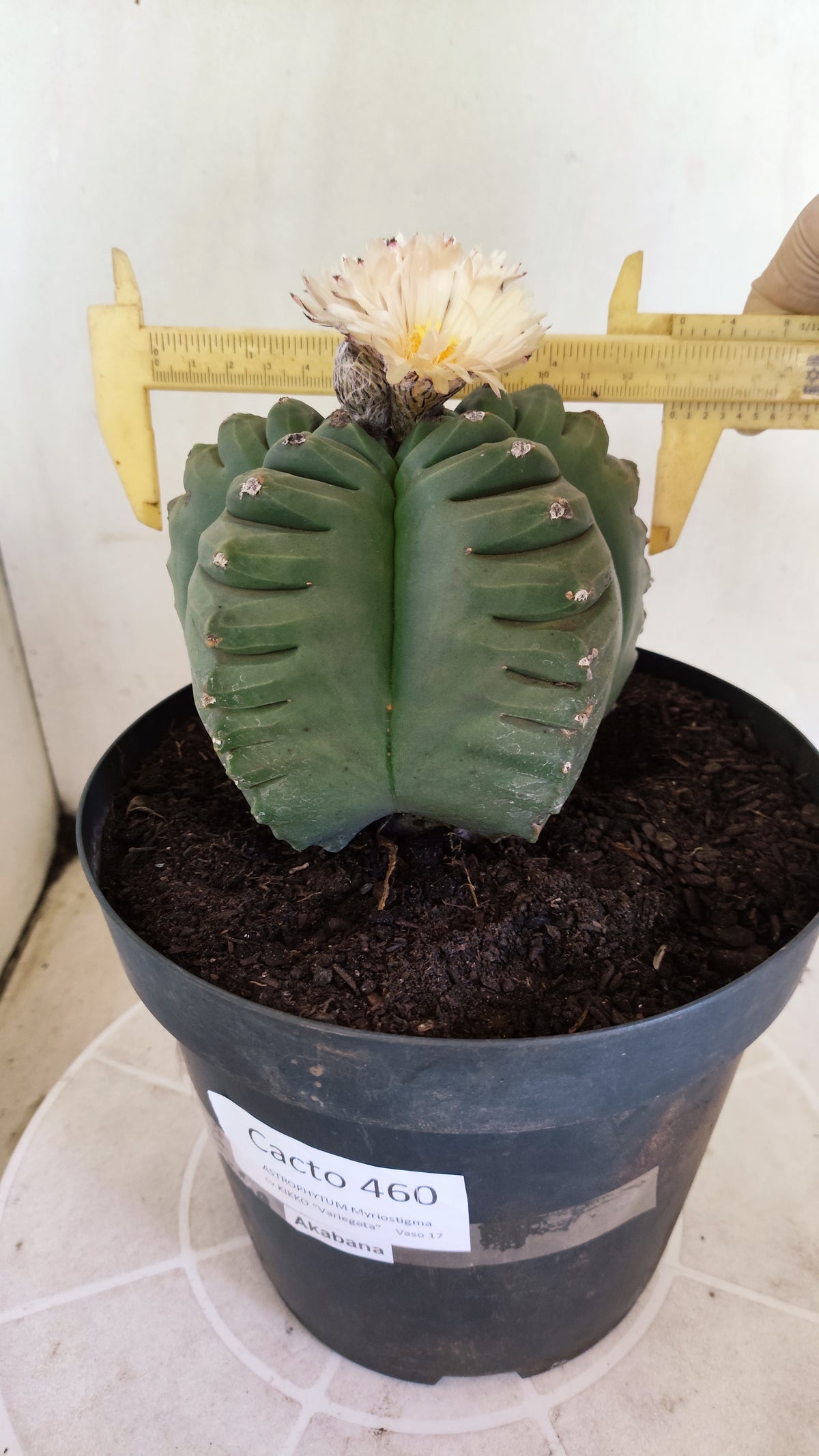 MATRIZ ASTROPHYTUM cv KIKKO "AKABANA" Nº 460 – vaso 17
