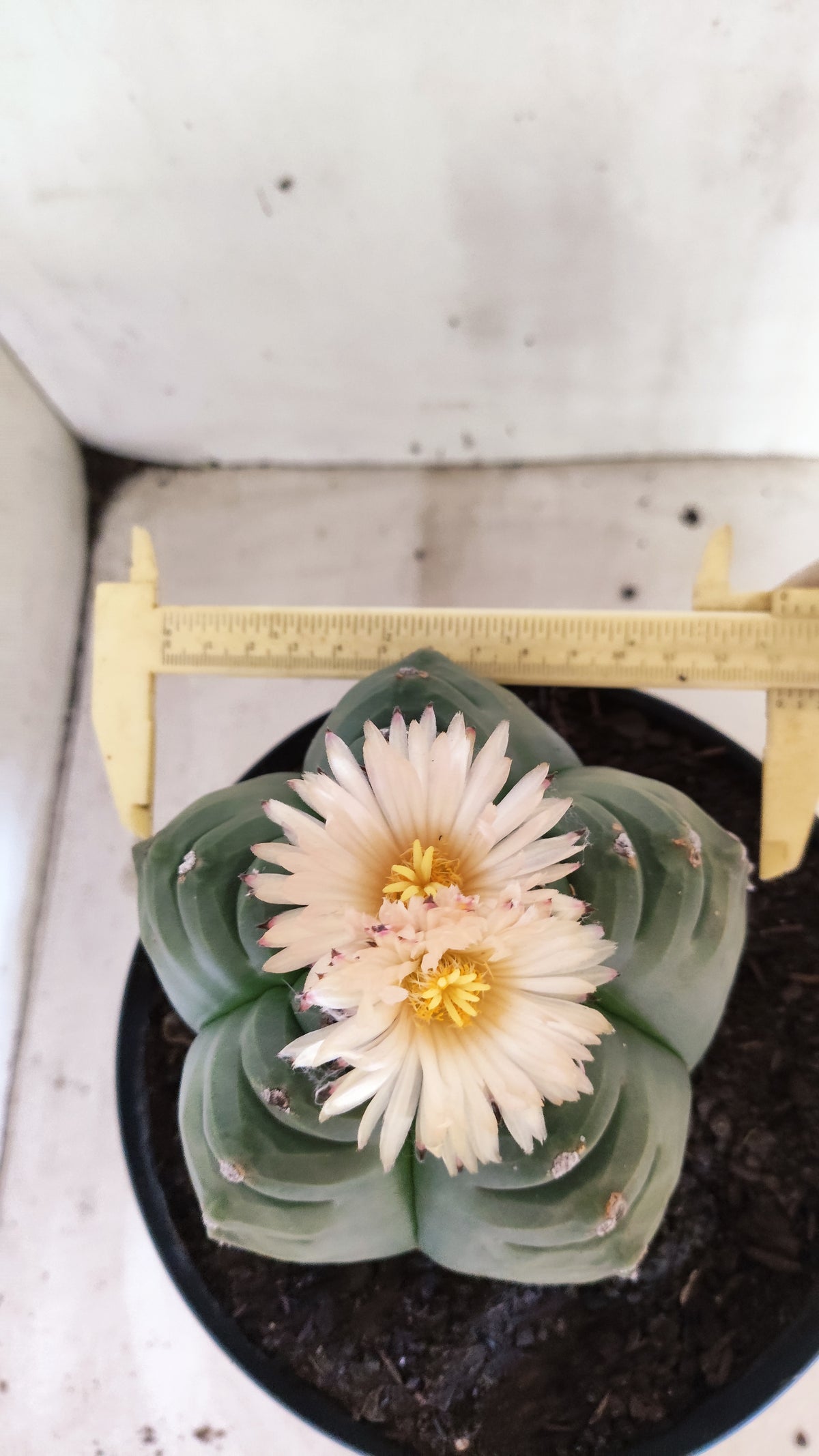 MATRIZ ASTROPHYTUM cv KIKKO "AKABANA" Nº 460 – vaso 17