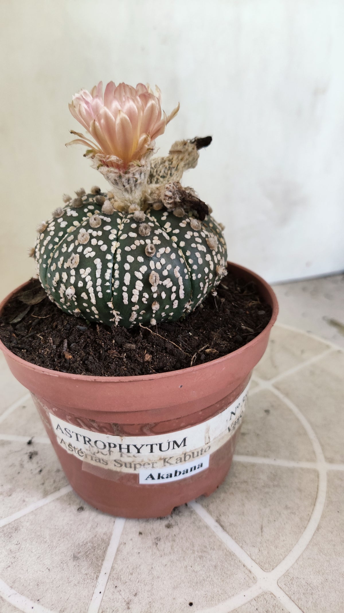ASTROPHYTUM ASTERIAS SUPER KABUTO  Nº 384 - vaso 11 (Cópia)