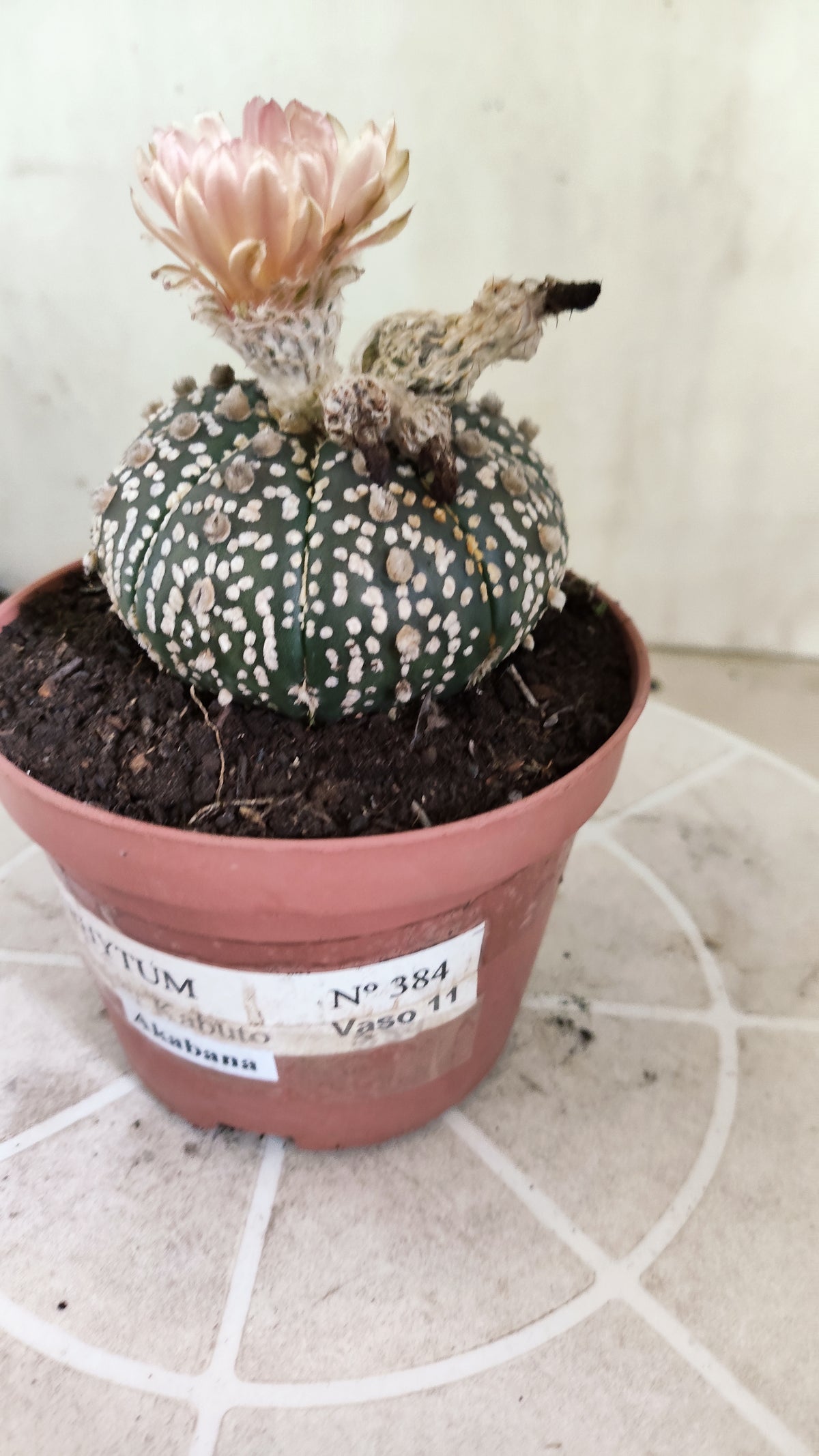ASTROPHYTUM ASTERIAS SUPER KABUTO  Nº 384 - vaso 11 (Cópia)
