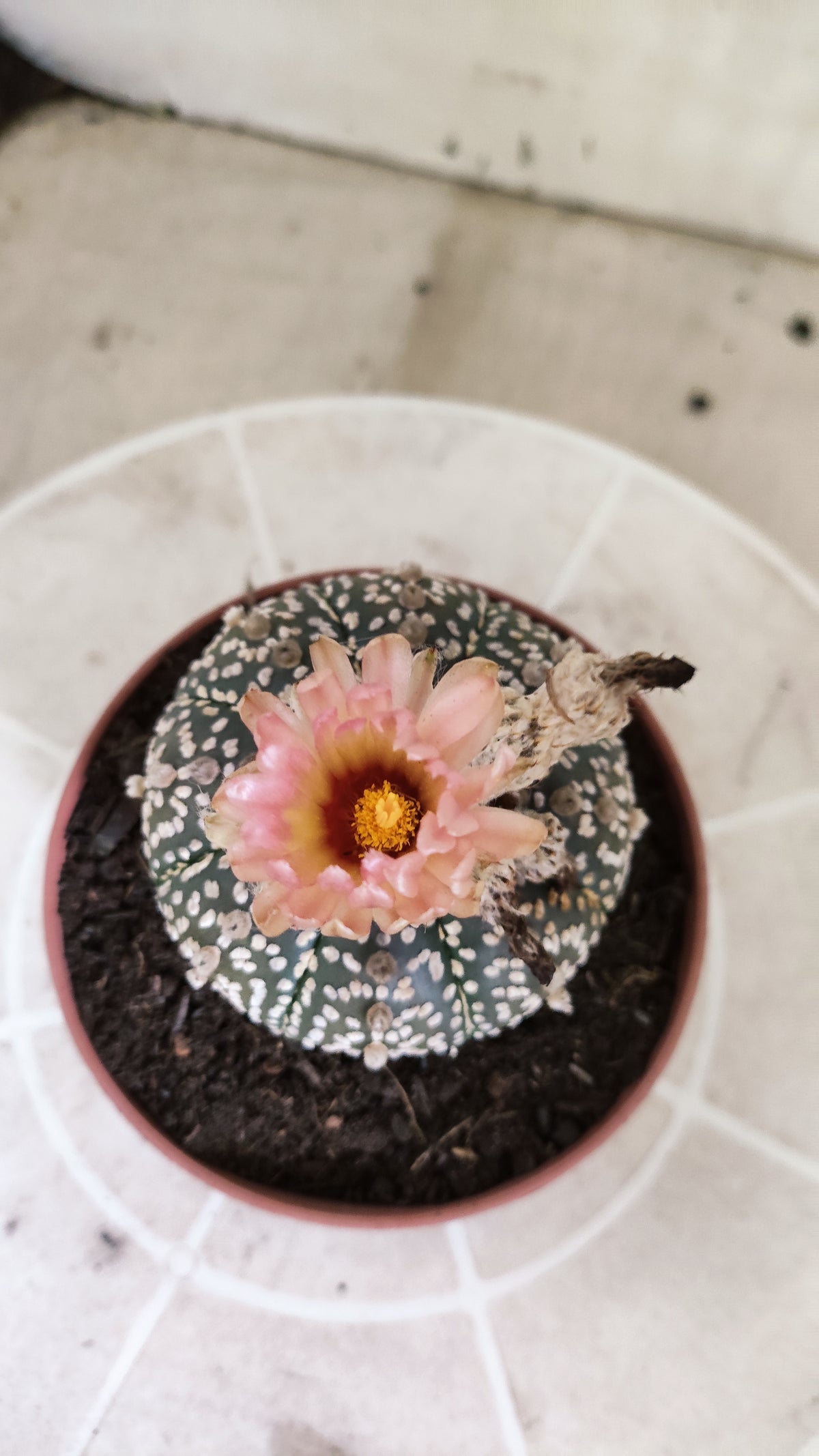 ASTROPHYTUM ASTERIAS SUPER KABUTO  Nº 384 - vaso 11 (Cópia)