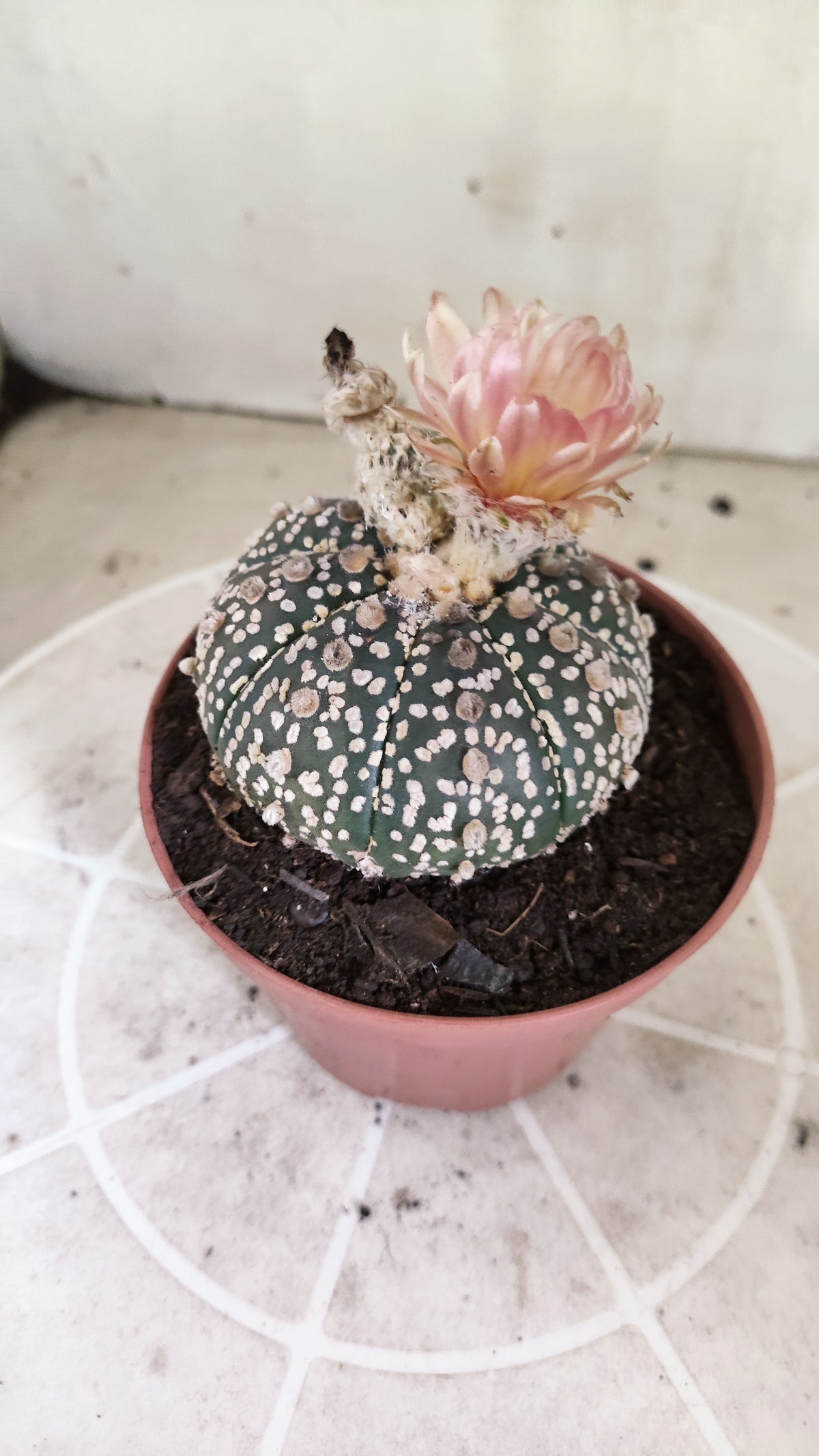 ASTROPHYTUM ASTERIAS SUPER KABUTO  Nº 384 - vaso 11 (Cópia)