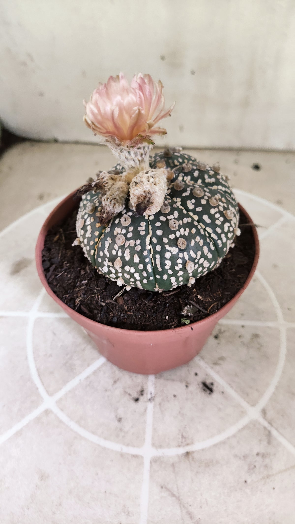 ASTROPHYTUM ASTERIAS SUPER KABUTO  Nº 384 - vaso 11 (Cópia)