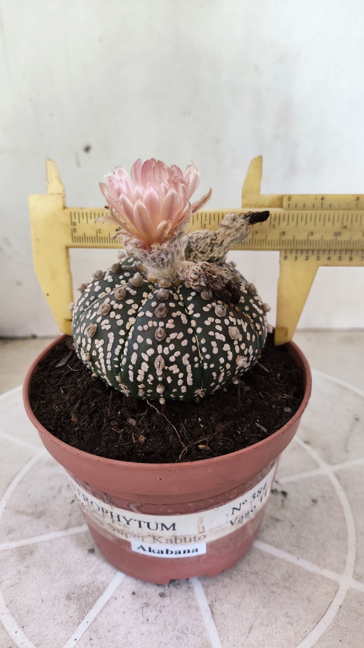 ASTROPHYTUM ASTERIAS SUPER KABUTO  Nº 384 - vaso 11 (Cópia)