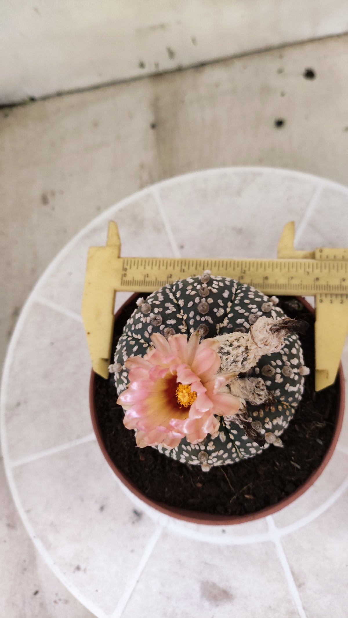 ASTROPHYTUM ASTERIAS SUPER KABUTO  Nº 384 - vaso 11 (Cópia)