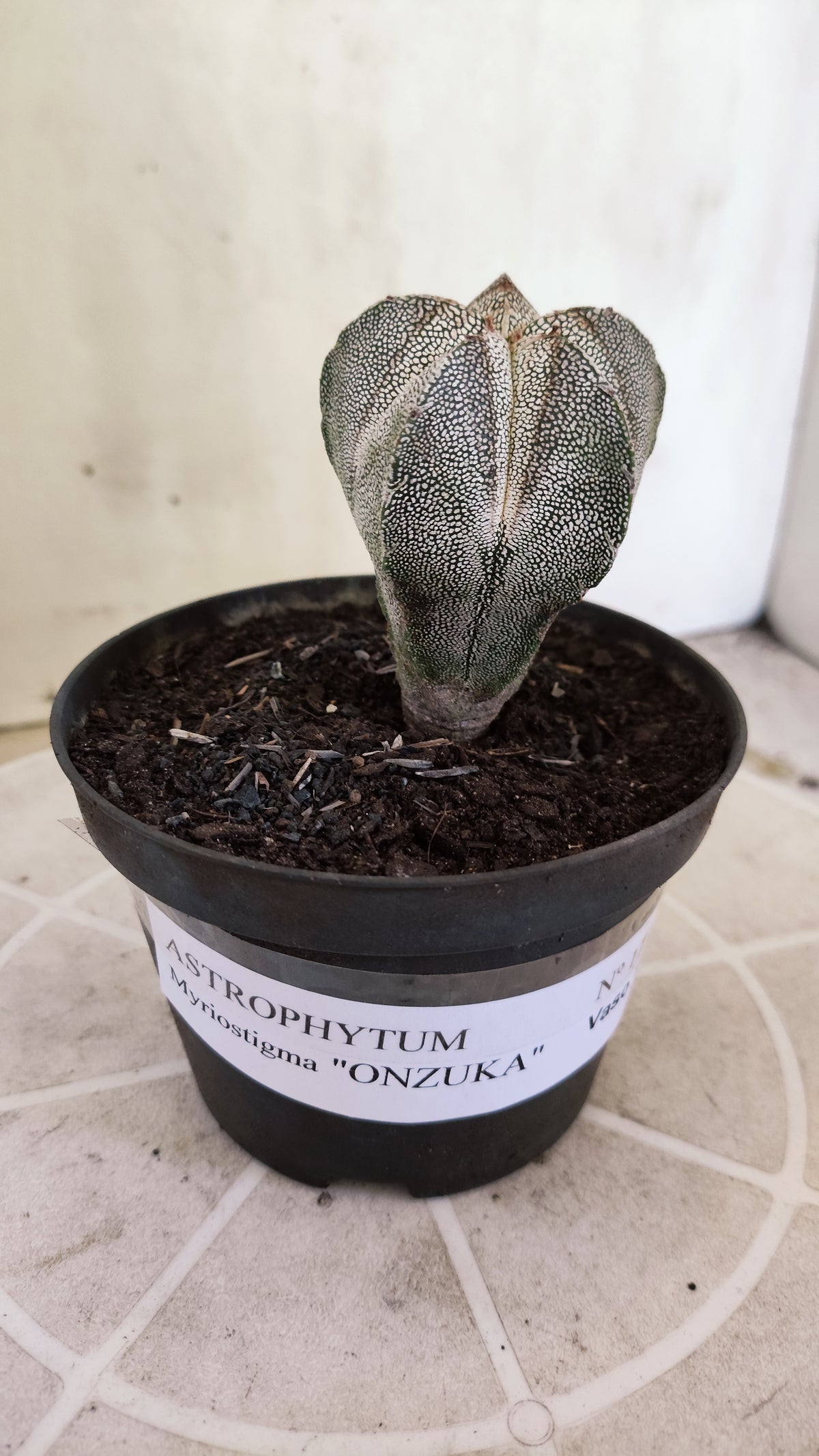 ASTROPHYTUM MYRIOSTIGMA Onzuka  Nº 1734 – vaso 11