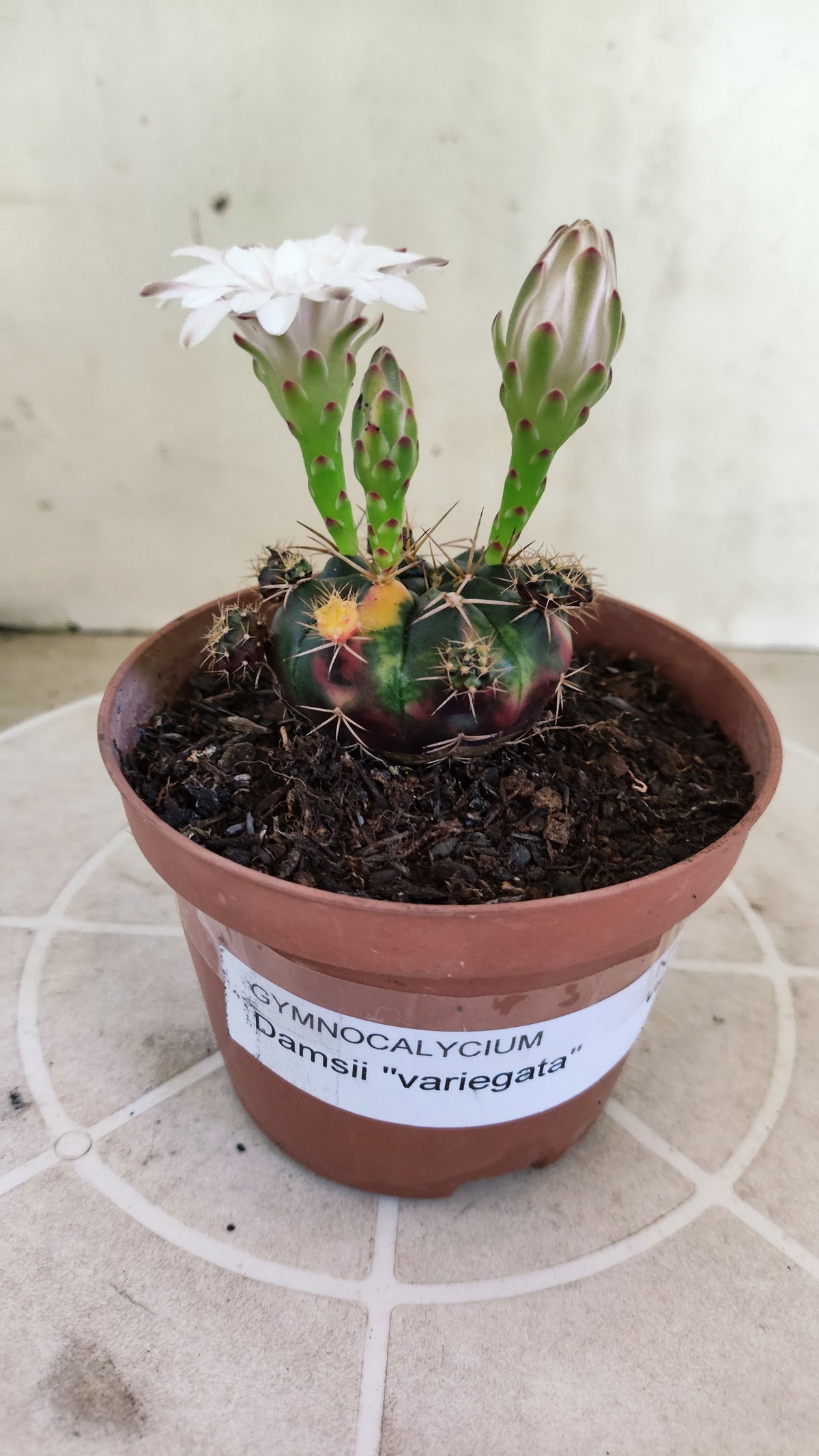 GYMNOCALYCIUM DAMSII Variegata Nº 1735 – vaso 11