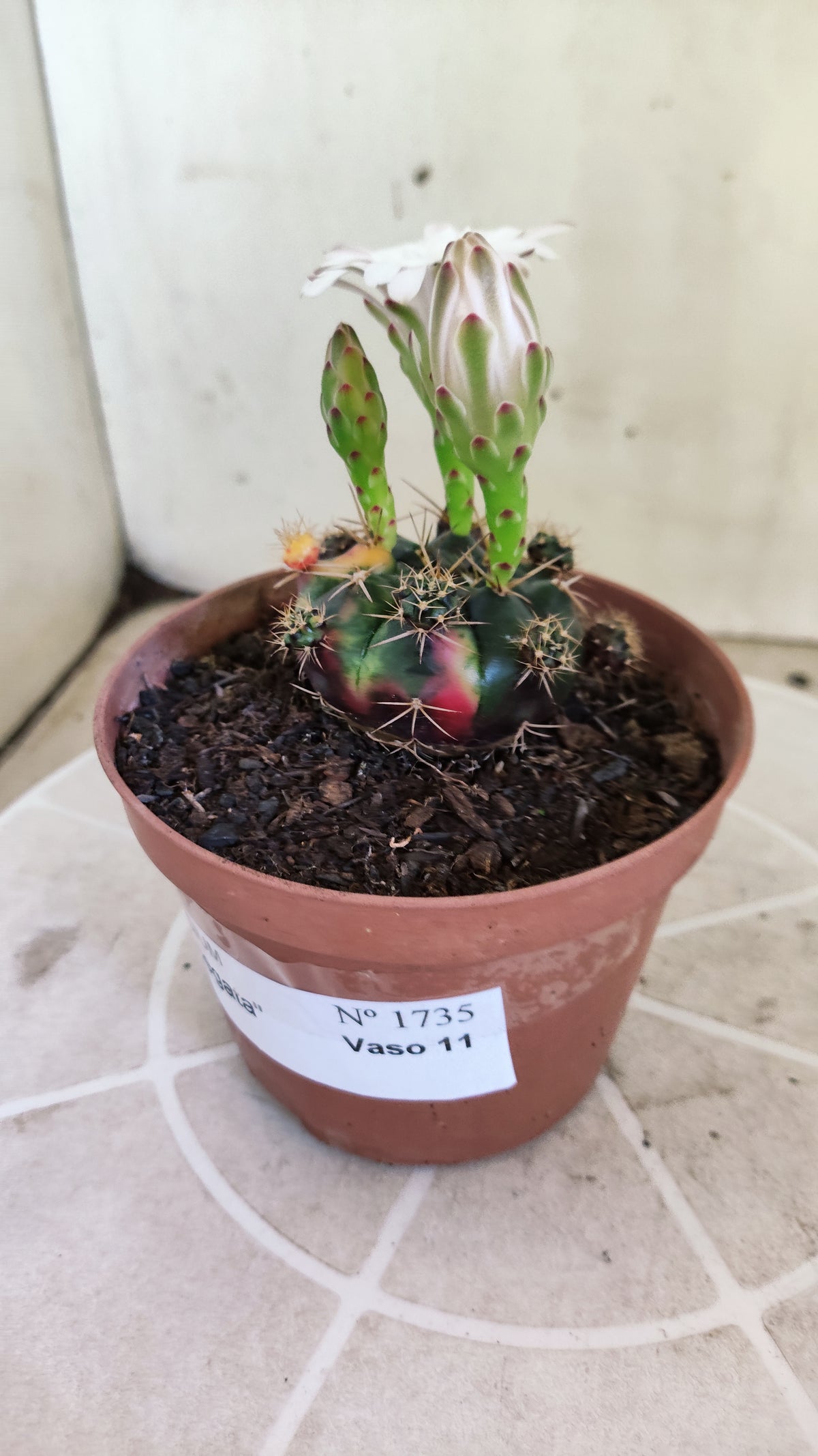 GYMNOCALYCIUM DAMSII Variegata Nº 1735 – vaso 11