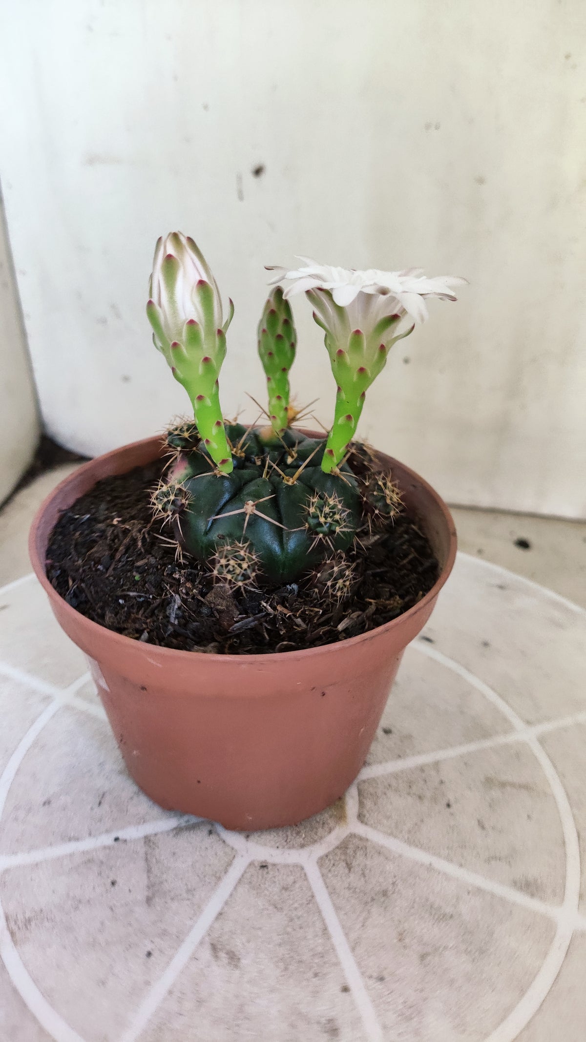 GYMNOCALYCIUM DAMSII Variegata Nº 1735 – vaso 11