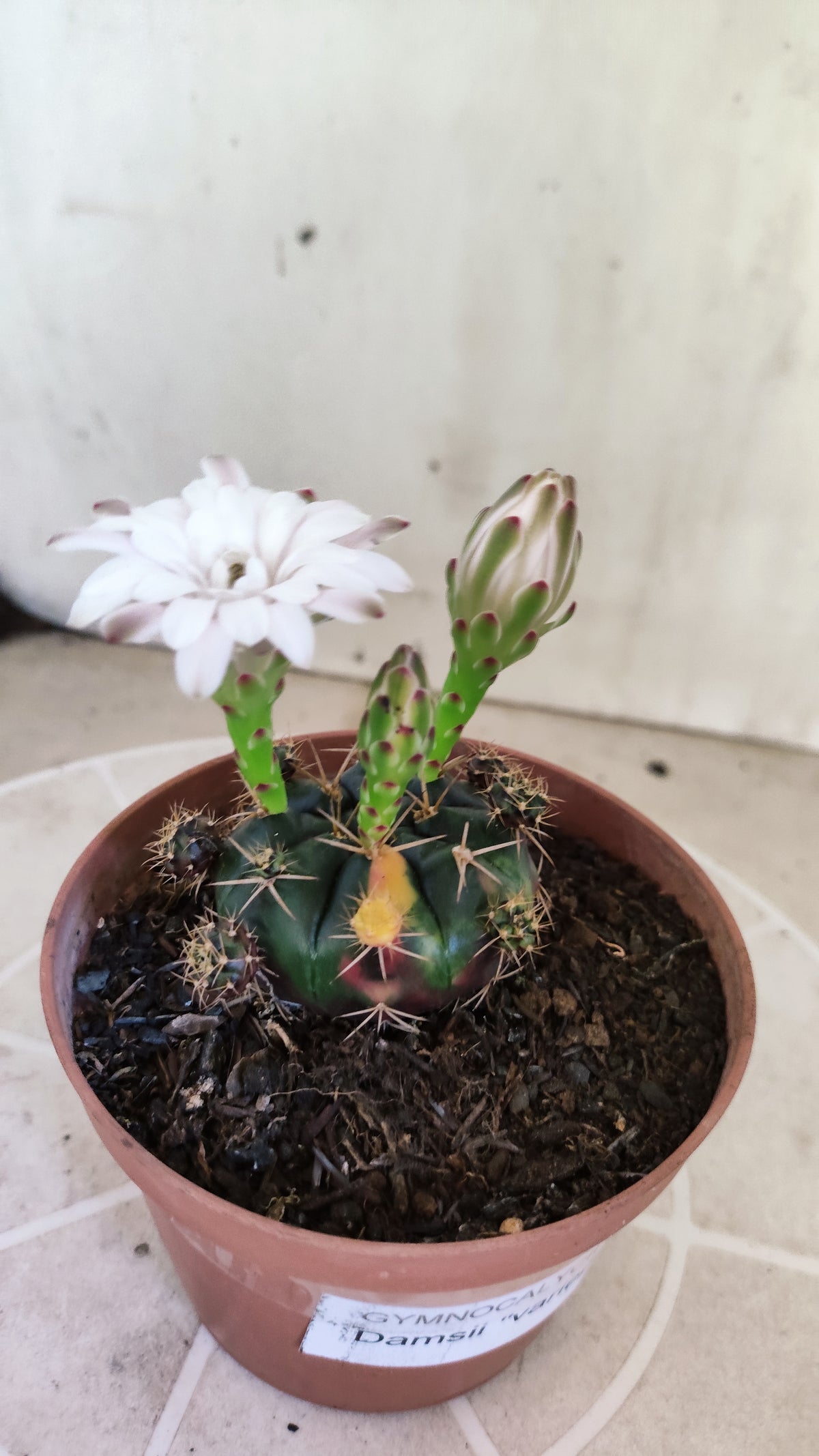 GYMNOCALYCIUM DAMSII Variegata Nº 1735 – vaso 11