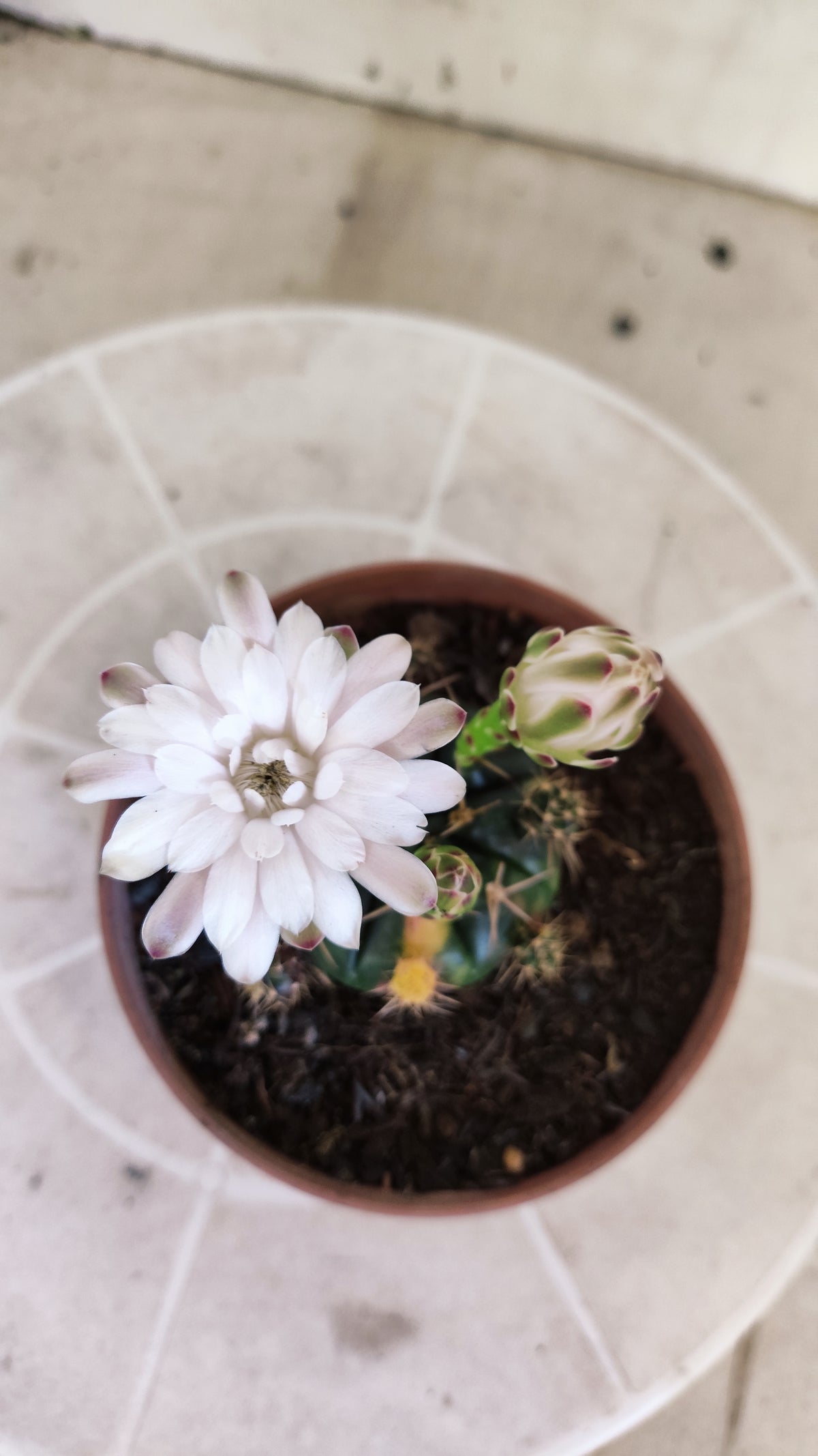 GYMNOCALYCIUM DAMSII Variegata Nº 1735 – vaso 11
