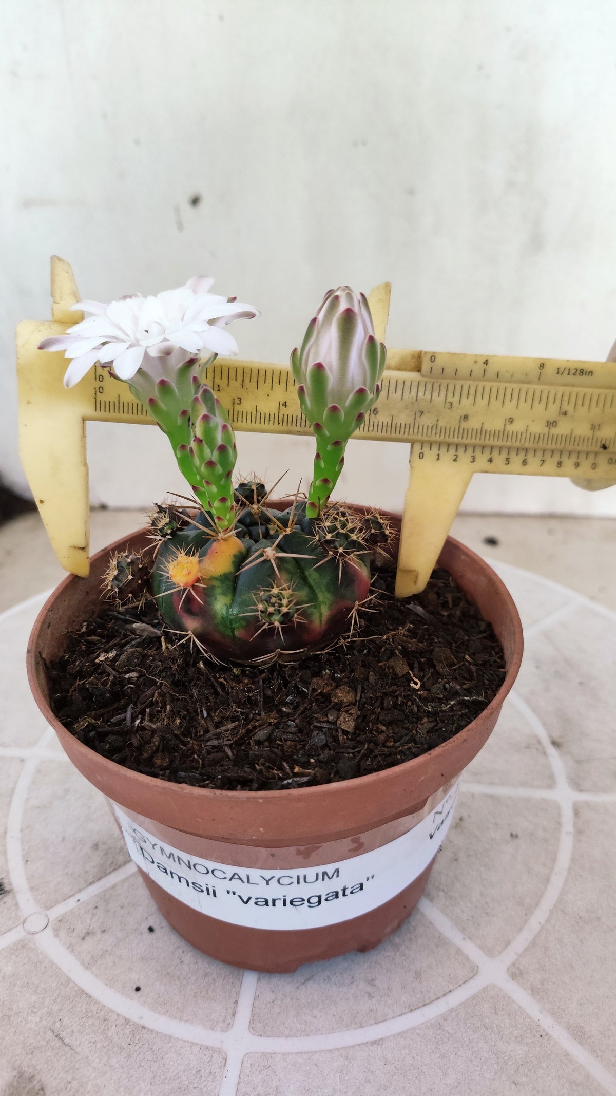 GYMNOCALYCIUM DAMSII Variegata Nº 1735 – vaso 11