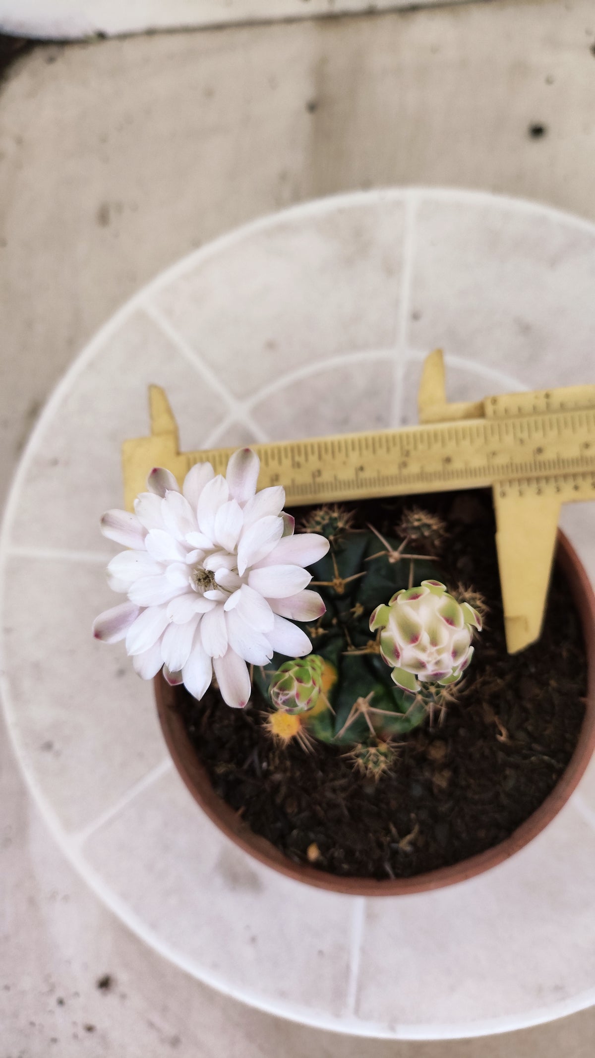GYMNOCALYCIUM DAMSII Variegata Nº 1735 – vaso 11