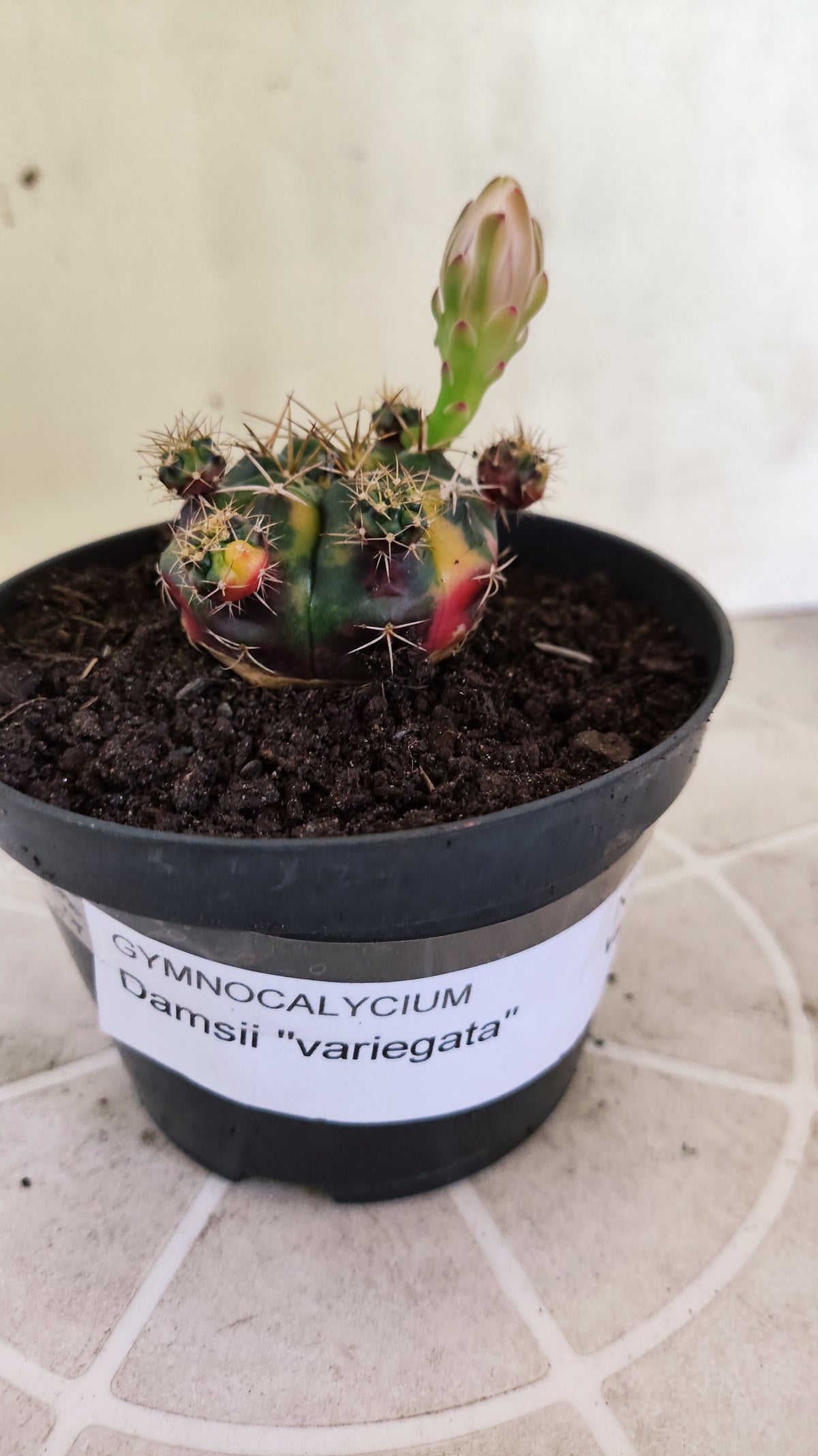GYMNOCALYCIUM DAMSII Variegata Nº 1736 – vaso 11