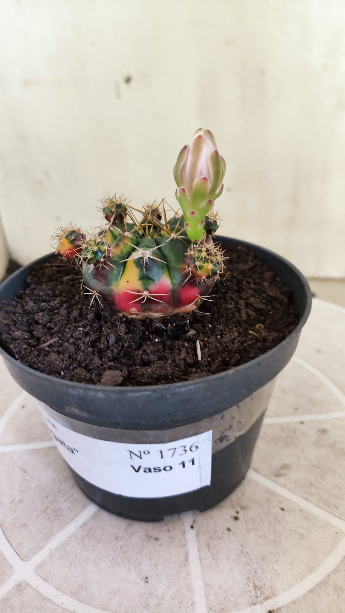 GYMNOCALYCIUM DAMSII Variegata Nº 1736 – vaso 11