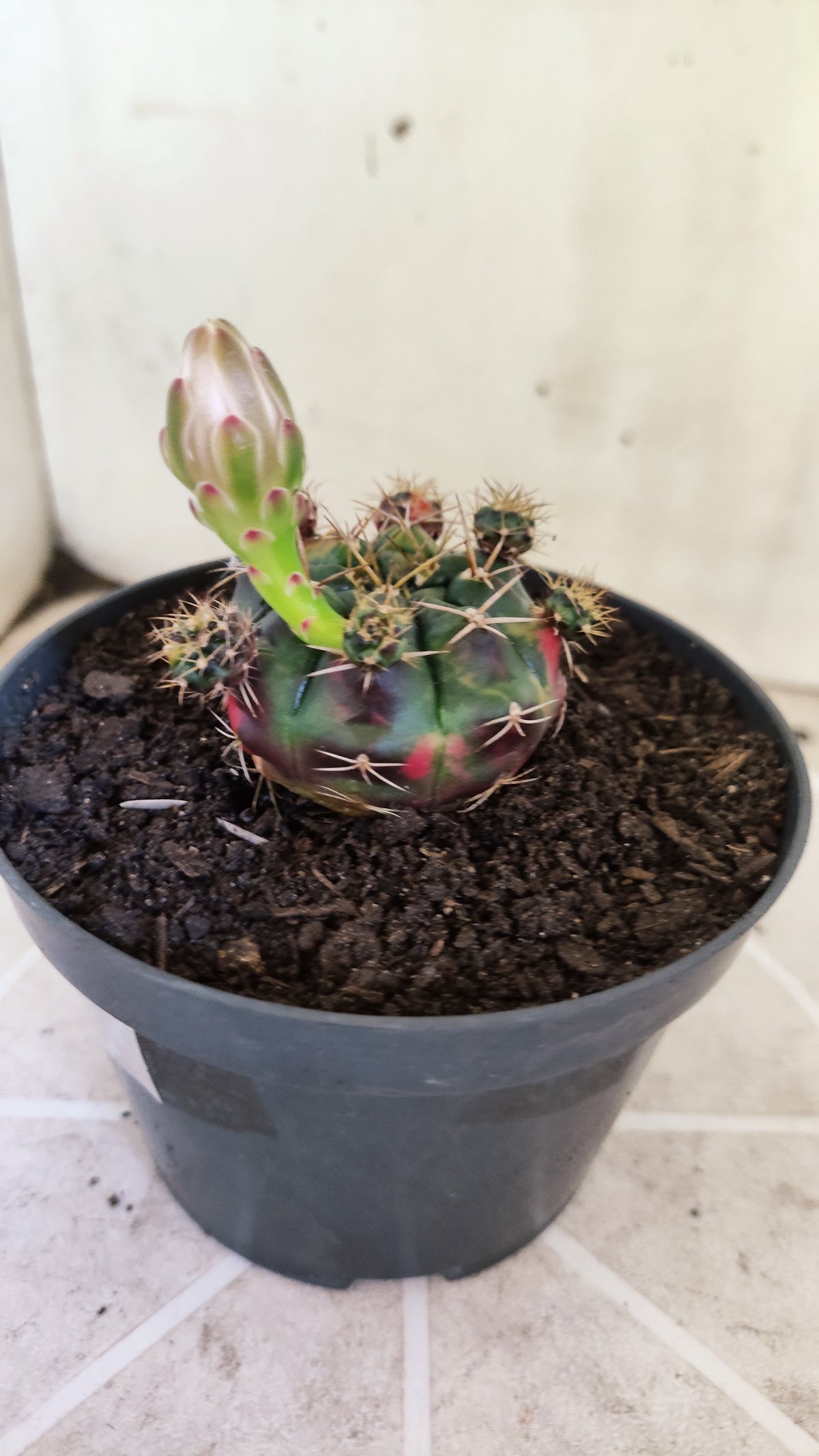 GYMNOCALYCIUM DAMSII Variegata Nº 1736 – vaso 11