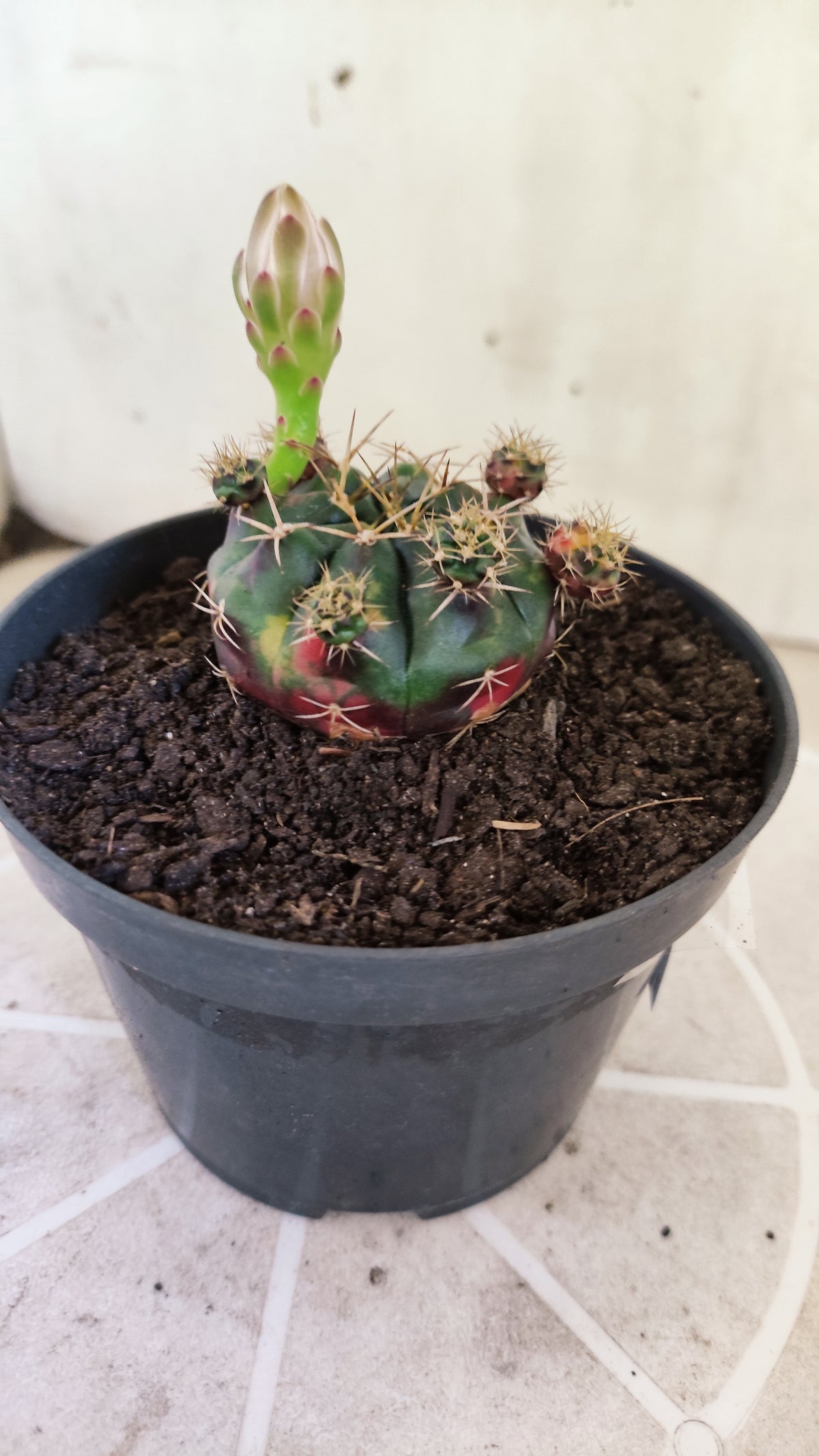 GYMNOCALYCIUM DAMSII Variegata Nº 1736 – vaso 11