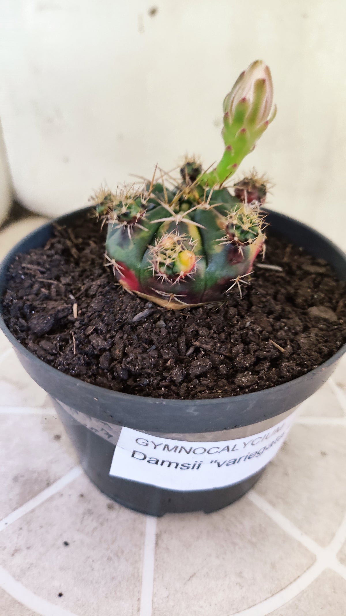 GYMNOCALYCIUM DAMSII Variegata Nº 1736 – vaso 11