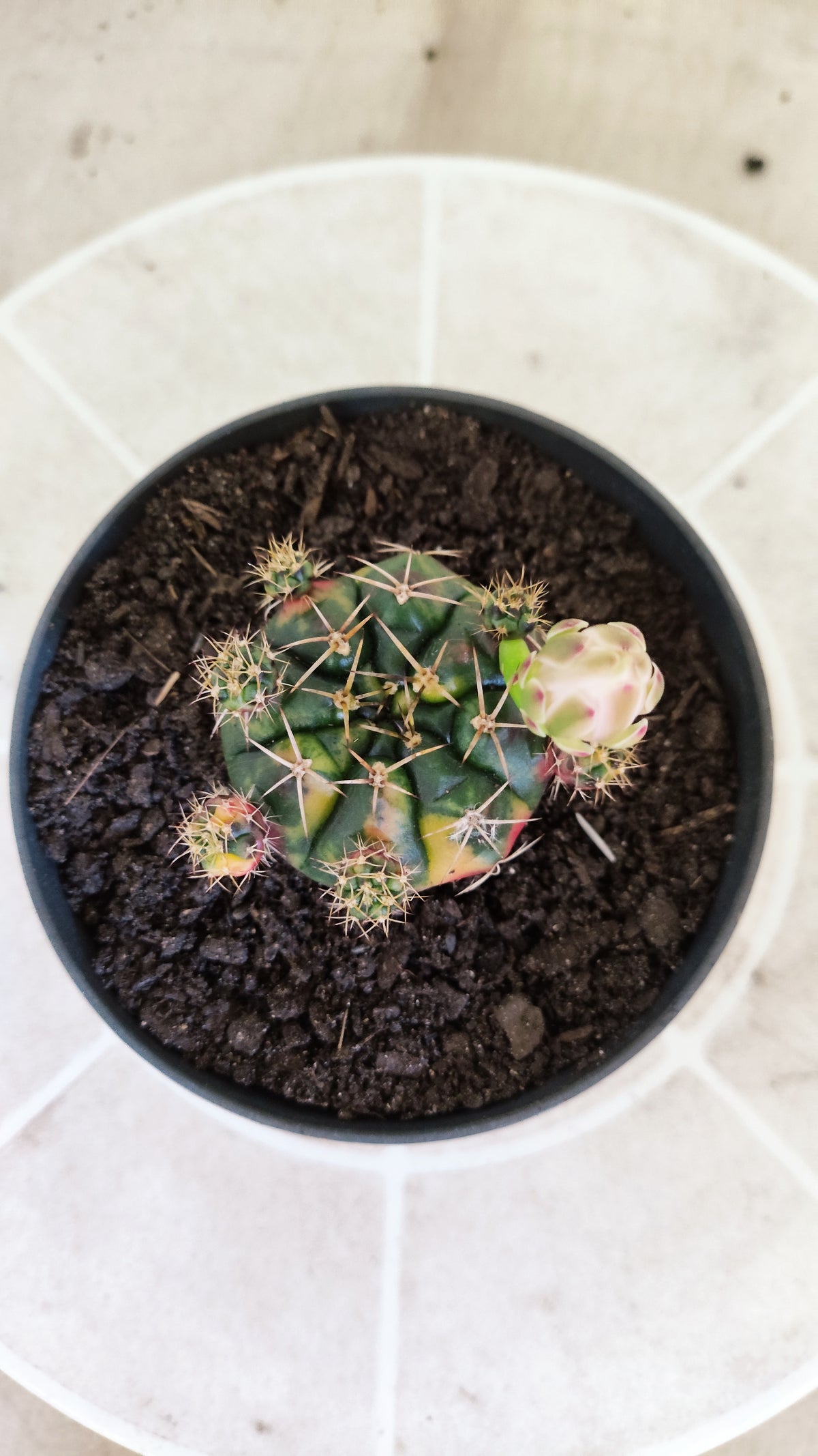 GYMNOCALYCIUM DAMSII Variegata Nº 1736 – vaso 11