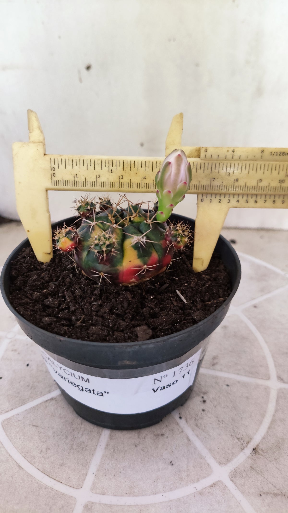 GYMNOCALYCIUM DAMSII Variegata Nº 1736 – vaso 11