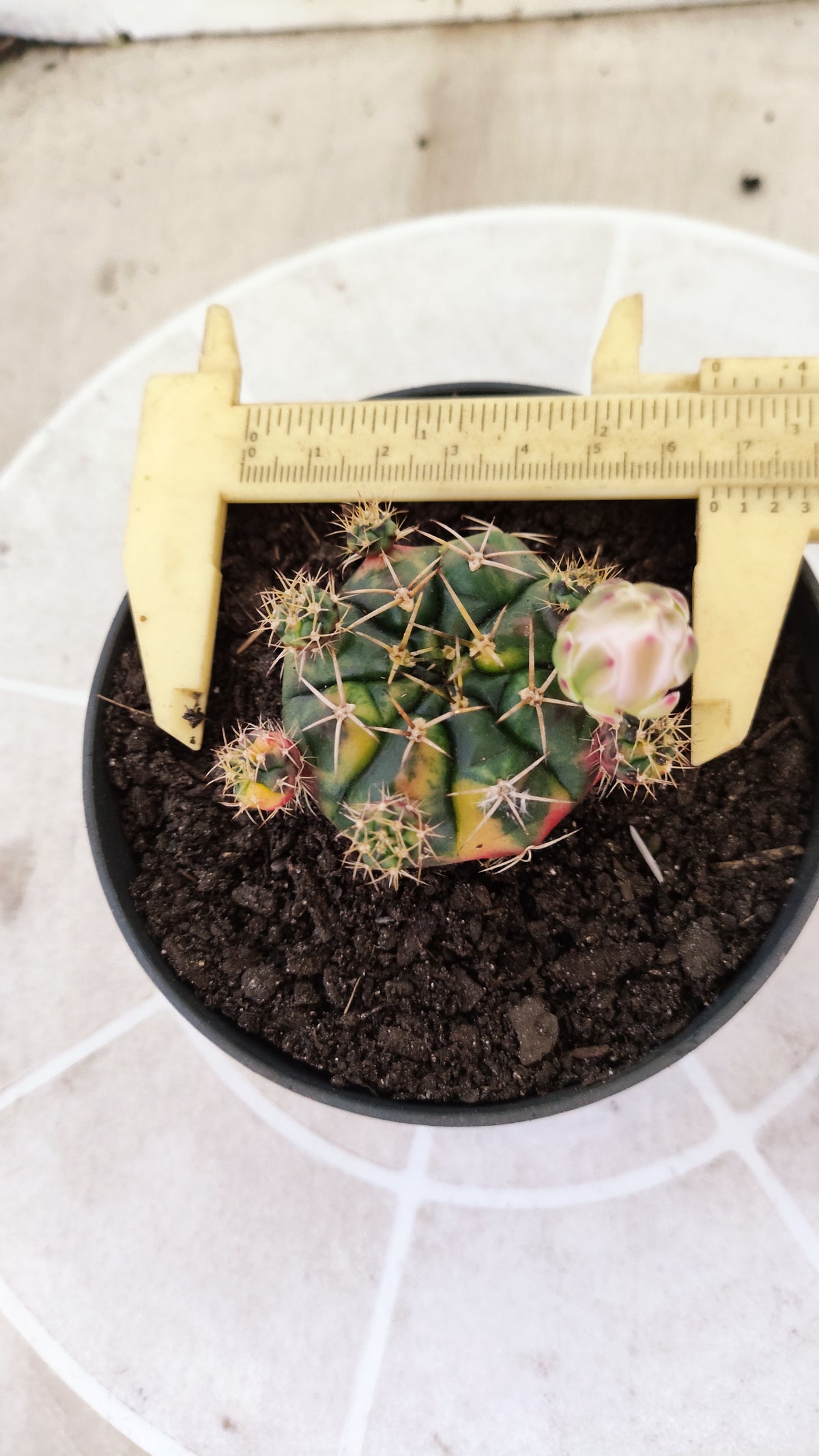 GYMNOCALYCIUM DAMSII Variegata Nº 1736 – vaso 11