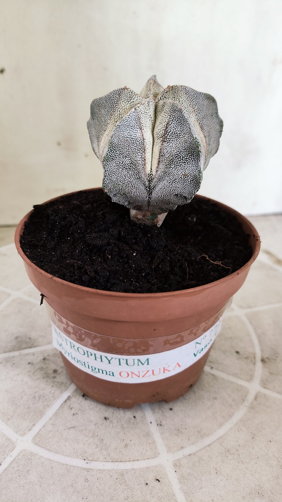 ASTROPHYTUM MYRIOSTIGMA Onzuka  Nº 772 – vaso 11