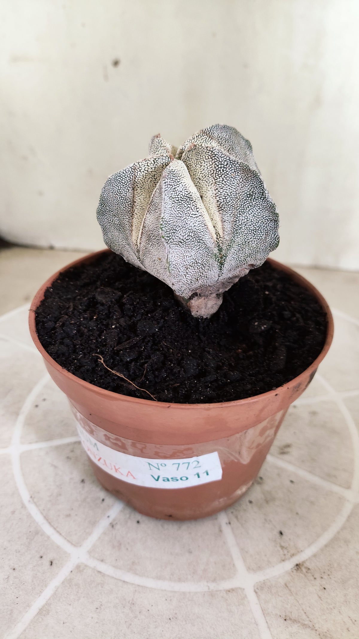ASTROPHYTUM MYRIOSTIGMA Onzuka  Nº 772 – vaso 11