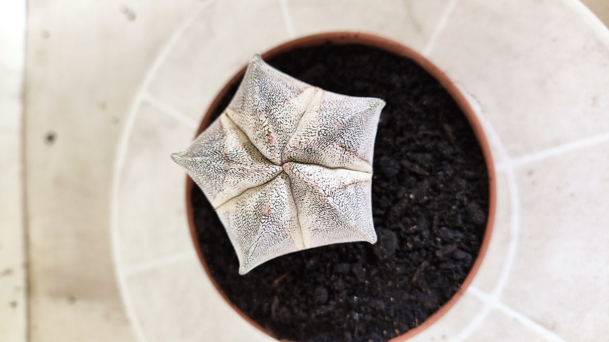 ASTROPHYTUM MYRIOSTIGMA Onzuka  Nº 772 – vaso 11