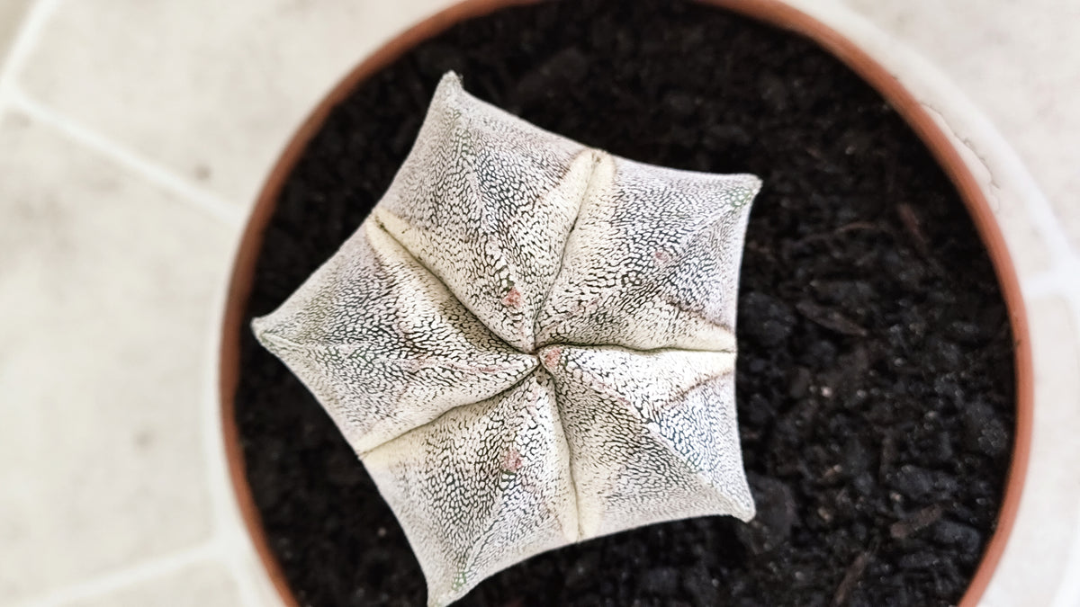ASTROPHYTUM MYRIOSTIGMA Onzuka  Nº 772 – vaso 11