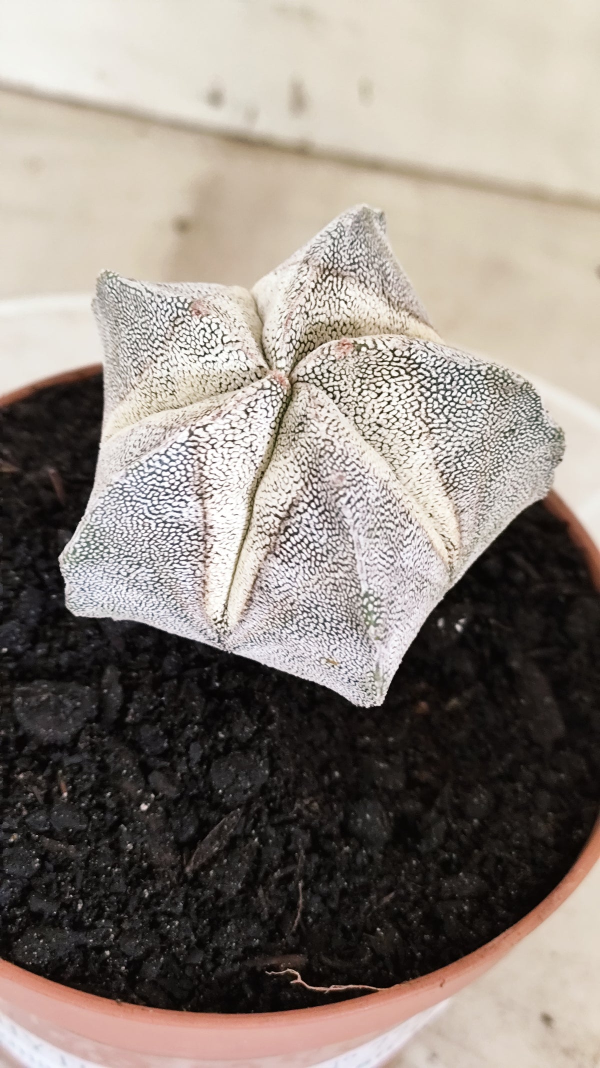 ASTROPHYTUM MYRIOSTIGMA Onzuka  Nº 772 – vaso 11