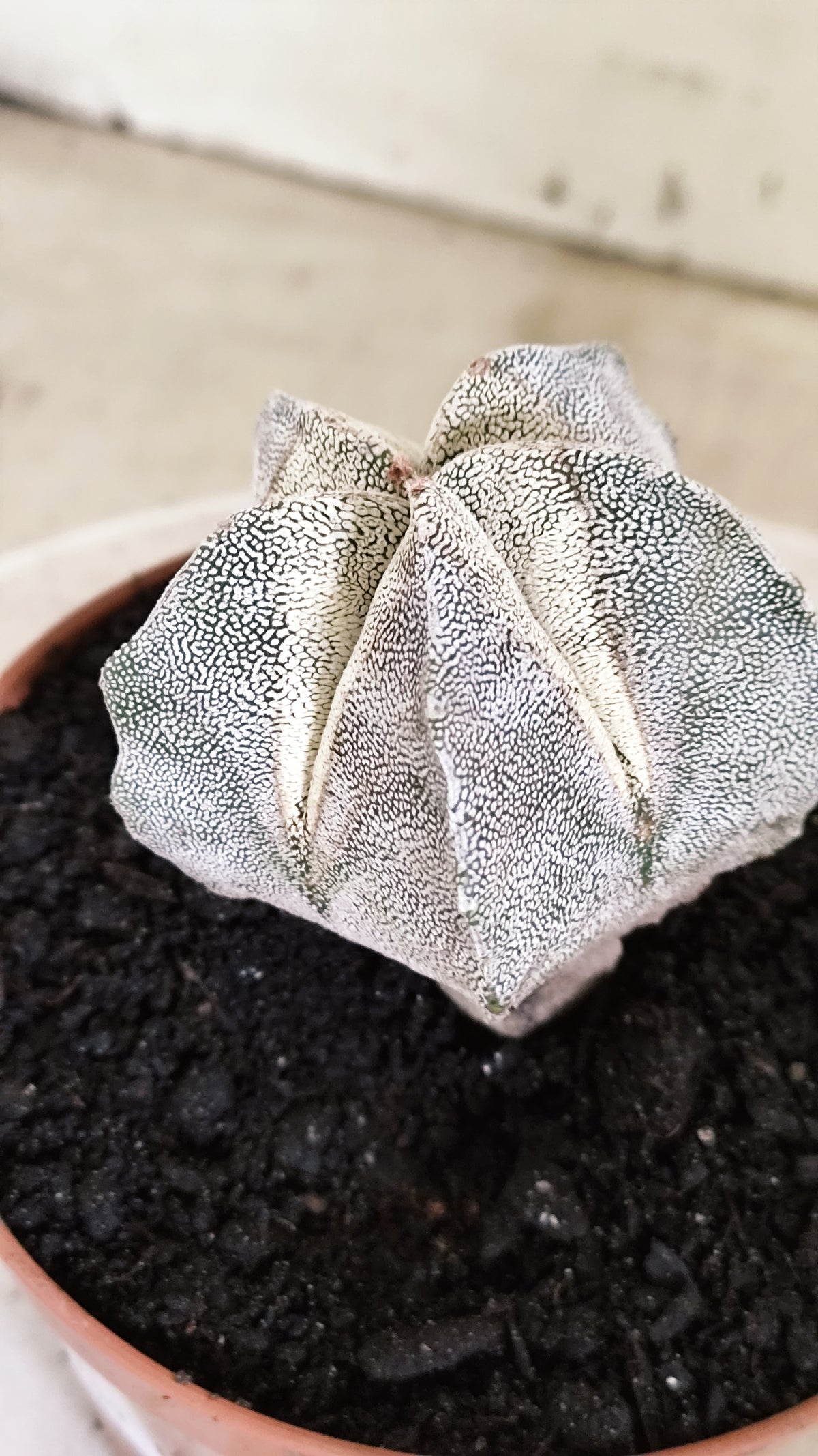 ASTROPHYTUM MYRIOSTIGMA Onzuka  Nº 772 – vaso 11