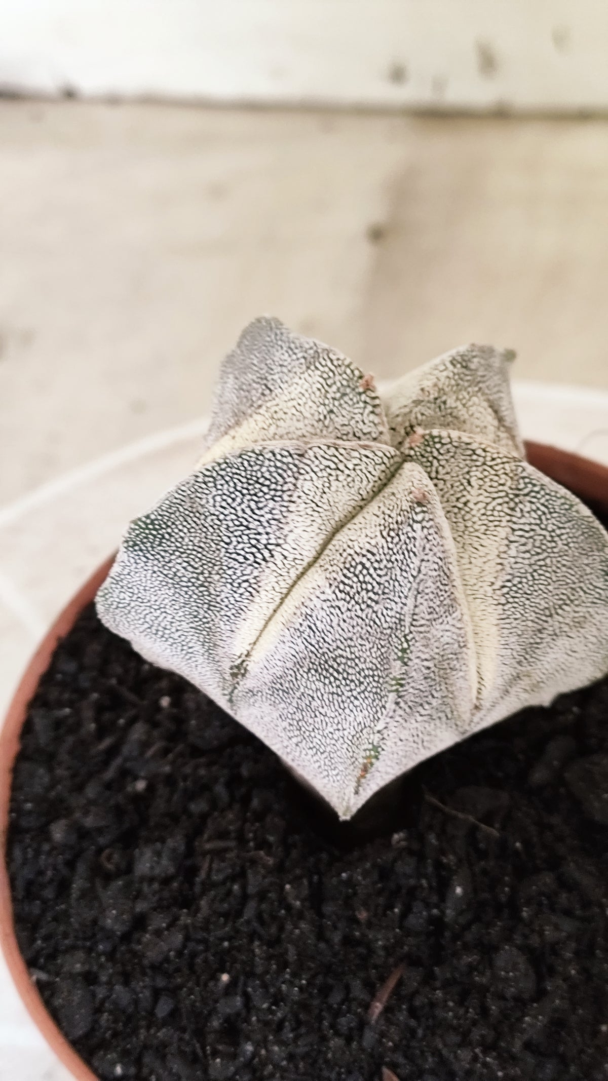 ASTROPHYTUM MYRIOSTIGMA Onzuka  Nº 772 – vaso 11