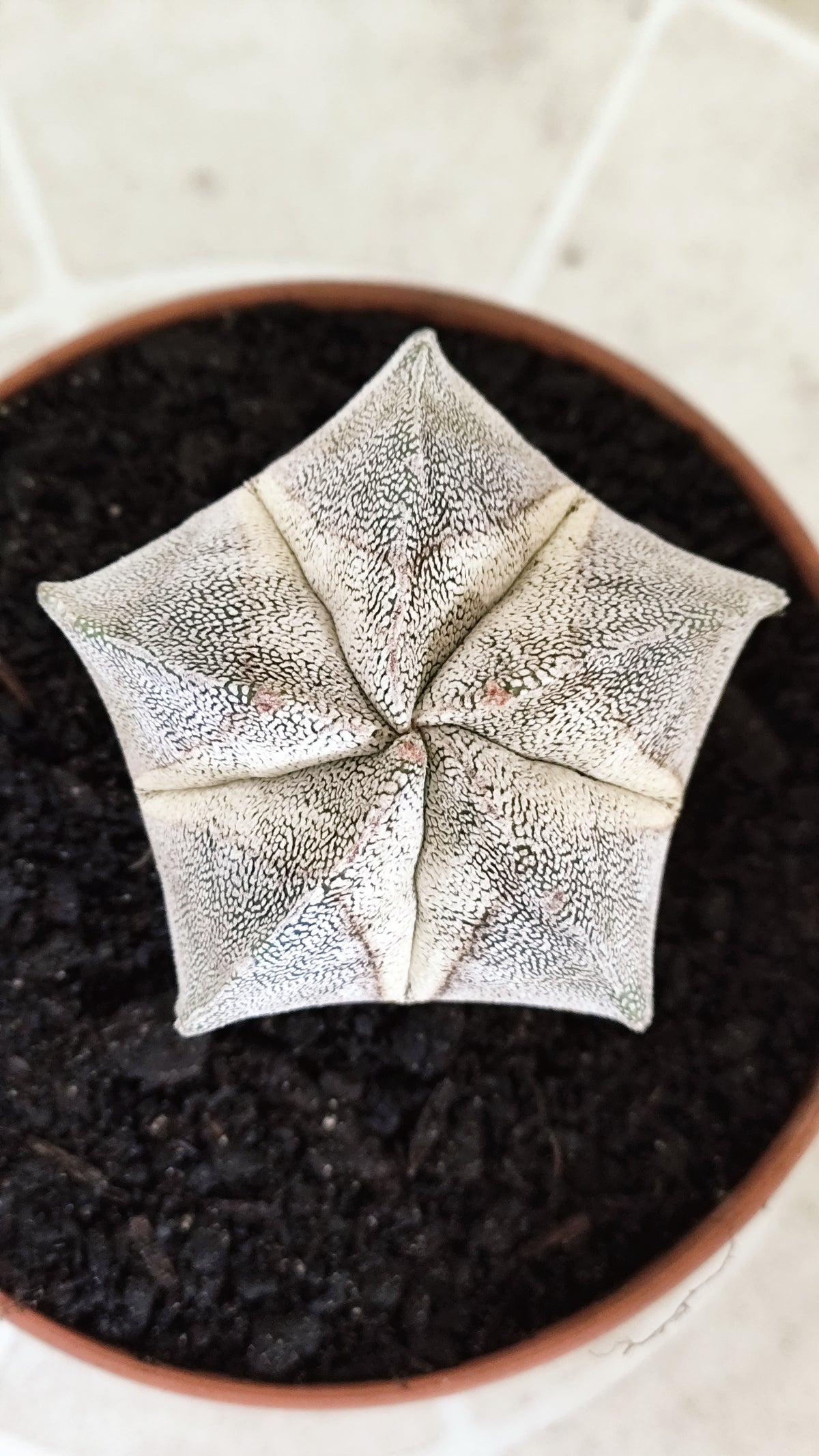 ASTROPHYTUM MYRIOSTIGMA Onzuka  Nº 772 – vaso 11