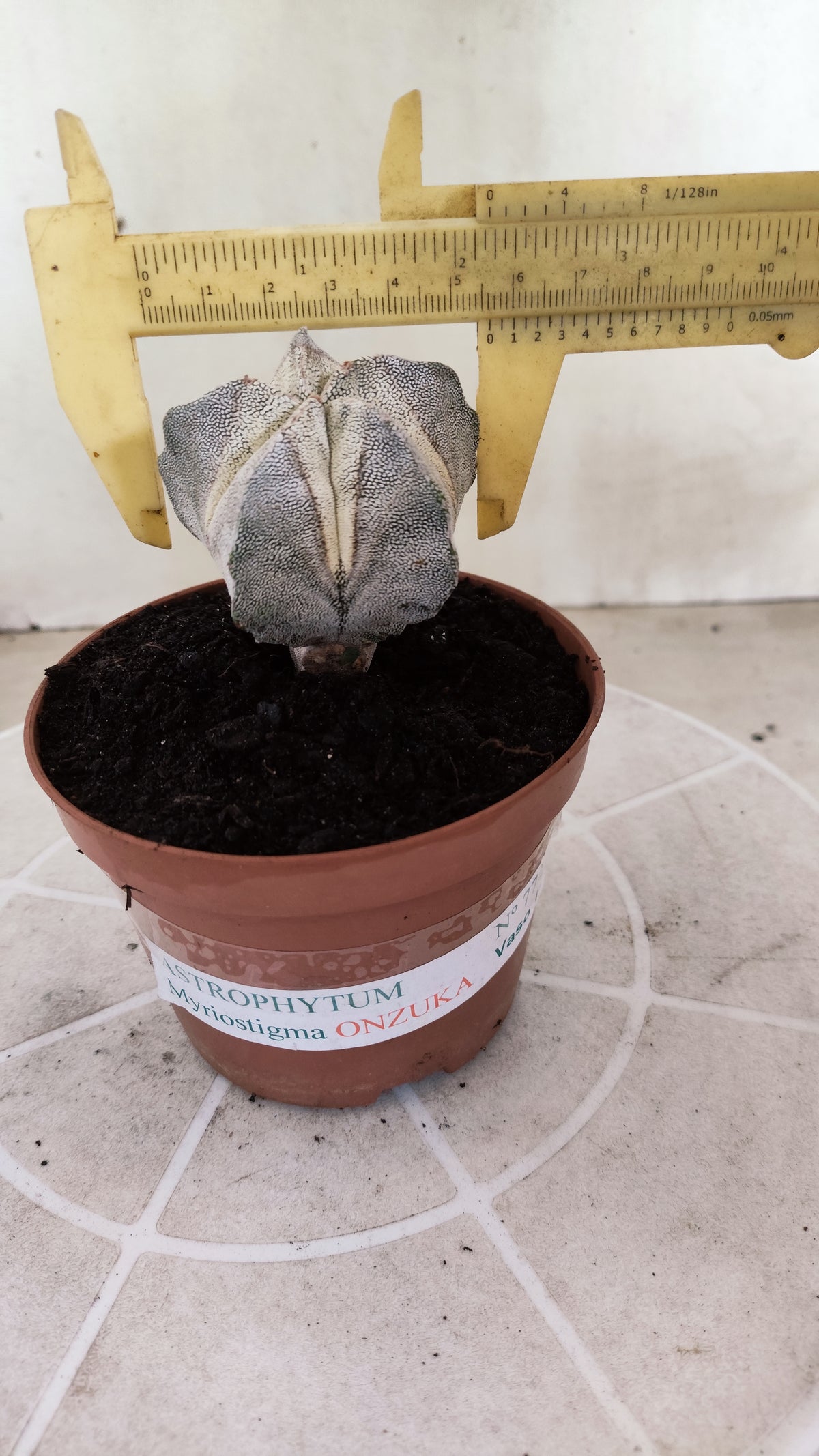 ASTROPHYTUM MYRIOSTIGMA Onzuka  Nº 772 – vaso 11