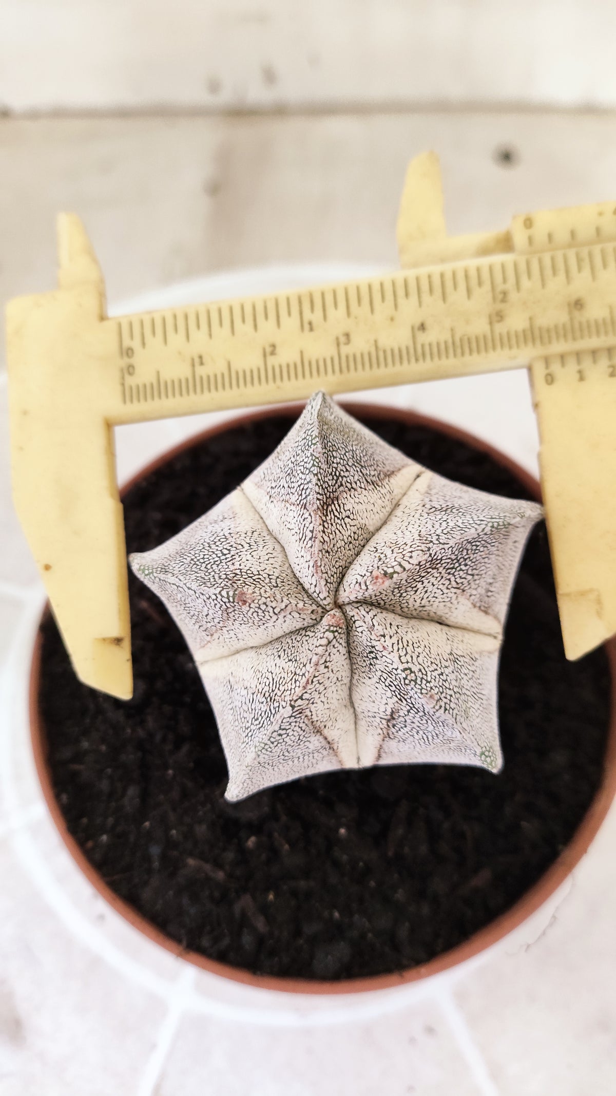 ASTROPHYTUM MYRIOSTIGMA Onzuka  Nº 772 – vaso 11
