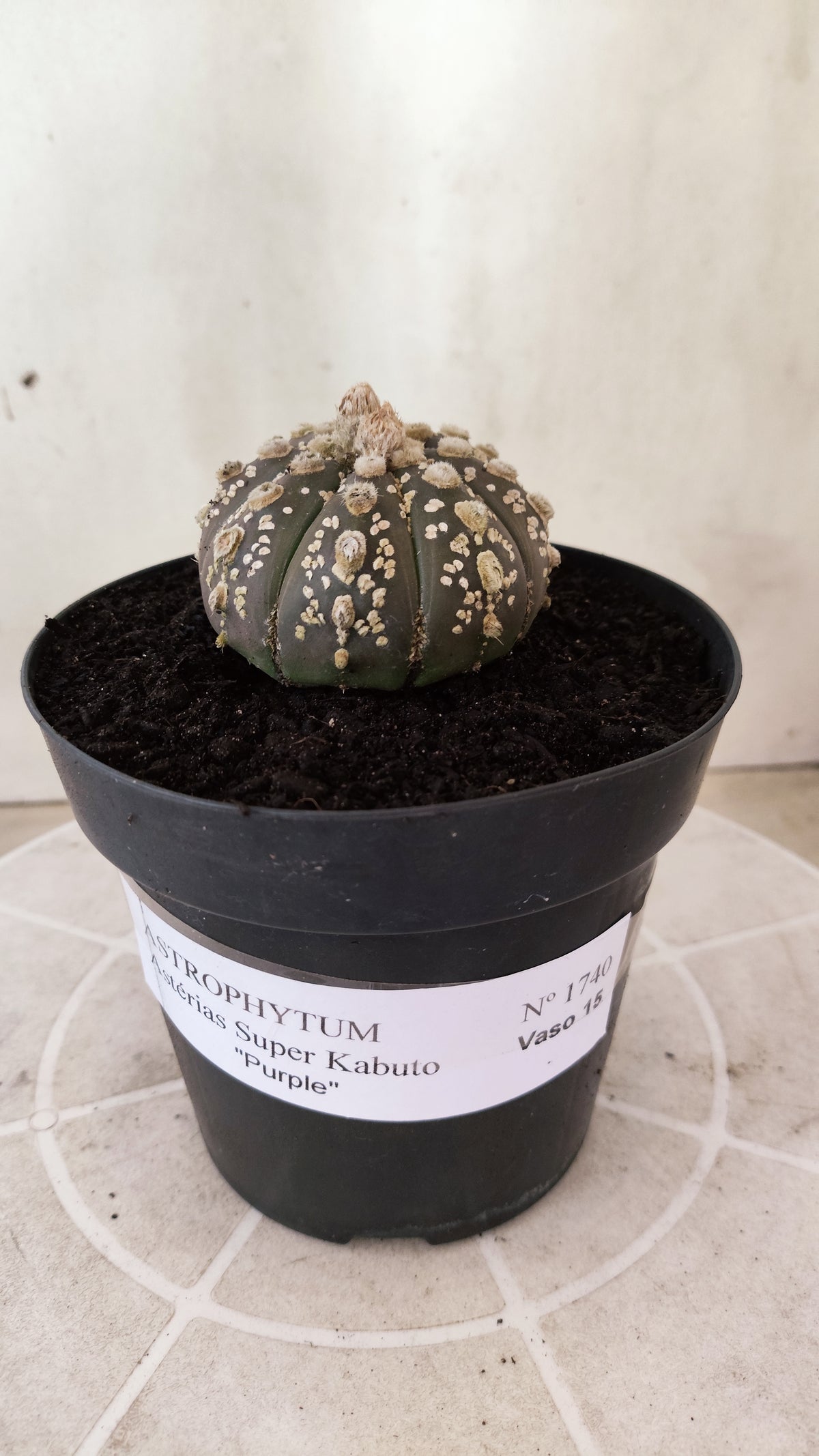 ASTROPHYTUM ASTERIAS "SUPER KABUTO"  Nº 1745 – vaso 15