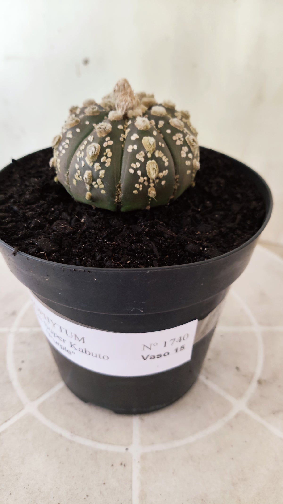 ASTROPHYTUM ASTERIAS "SUPER KABUTO"  Nº 1745 – vaso 15