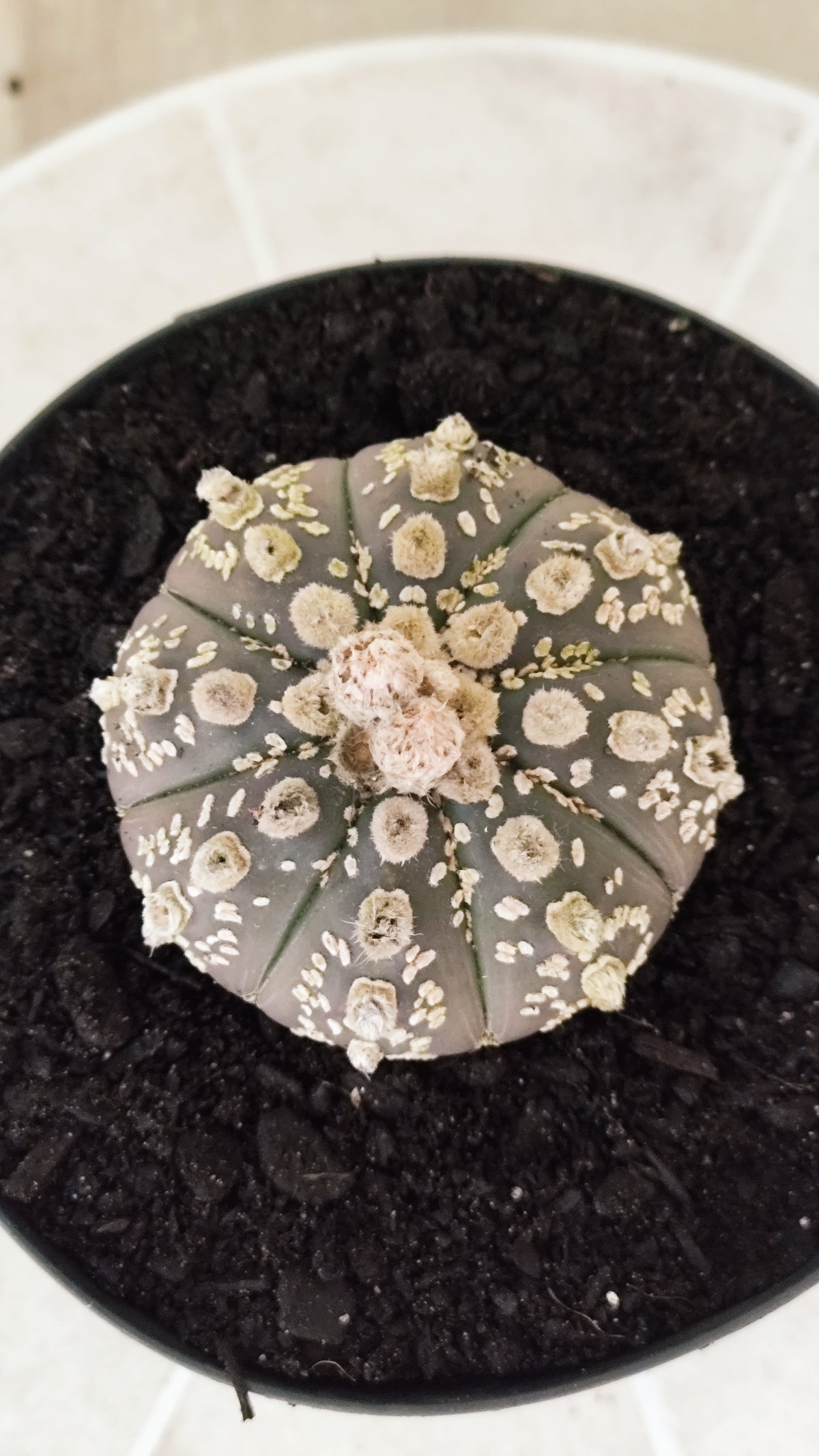 ASTROPHYTUM ASTERIAS "SUPER KABUTO"  Nº 1745 – vaso 15